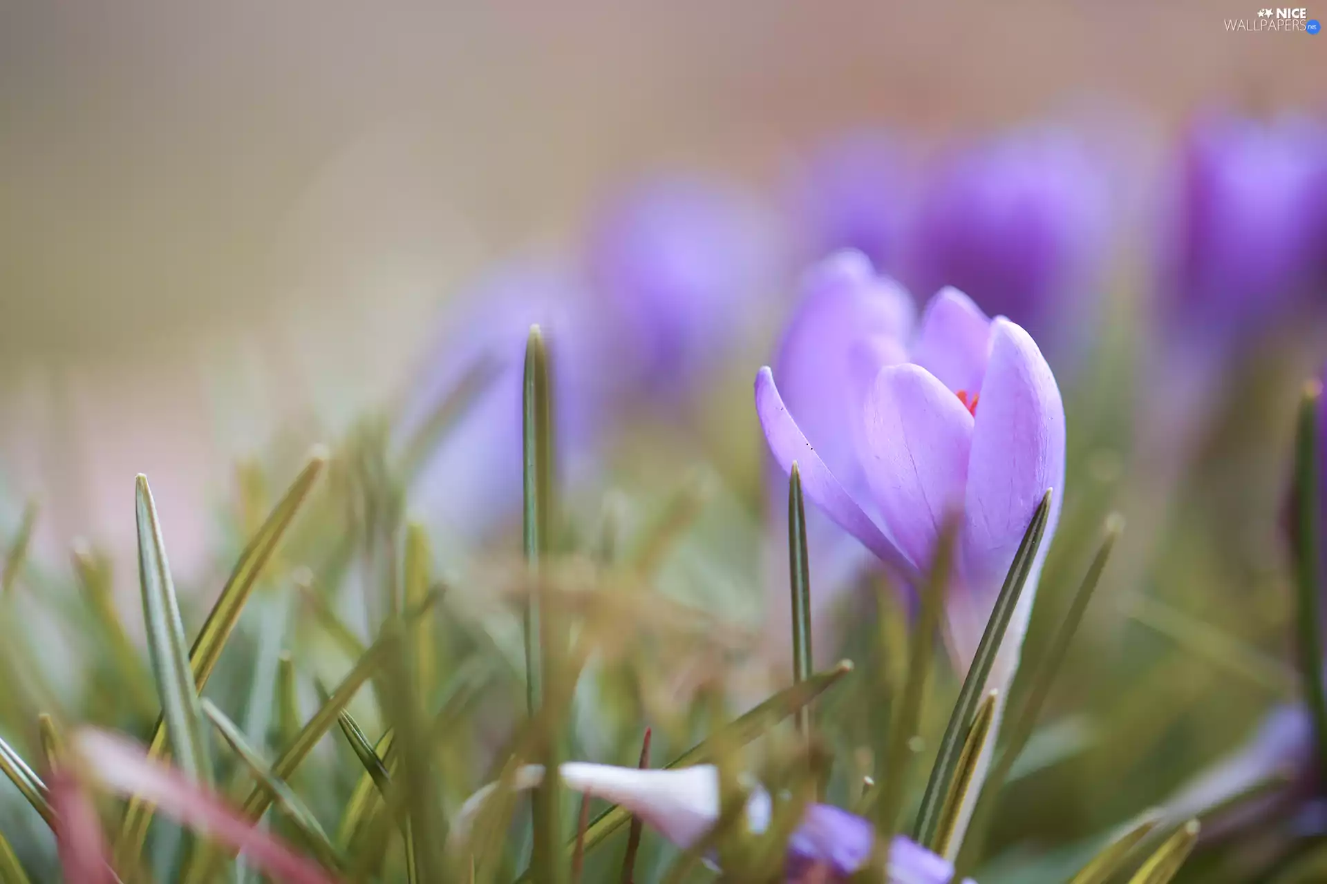 Colourfull Flowers, Light violet, crocus