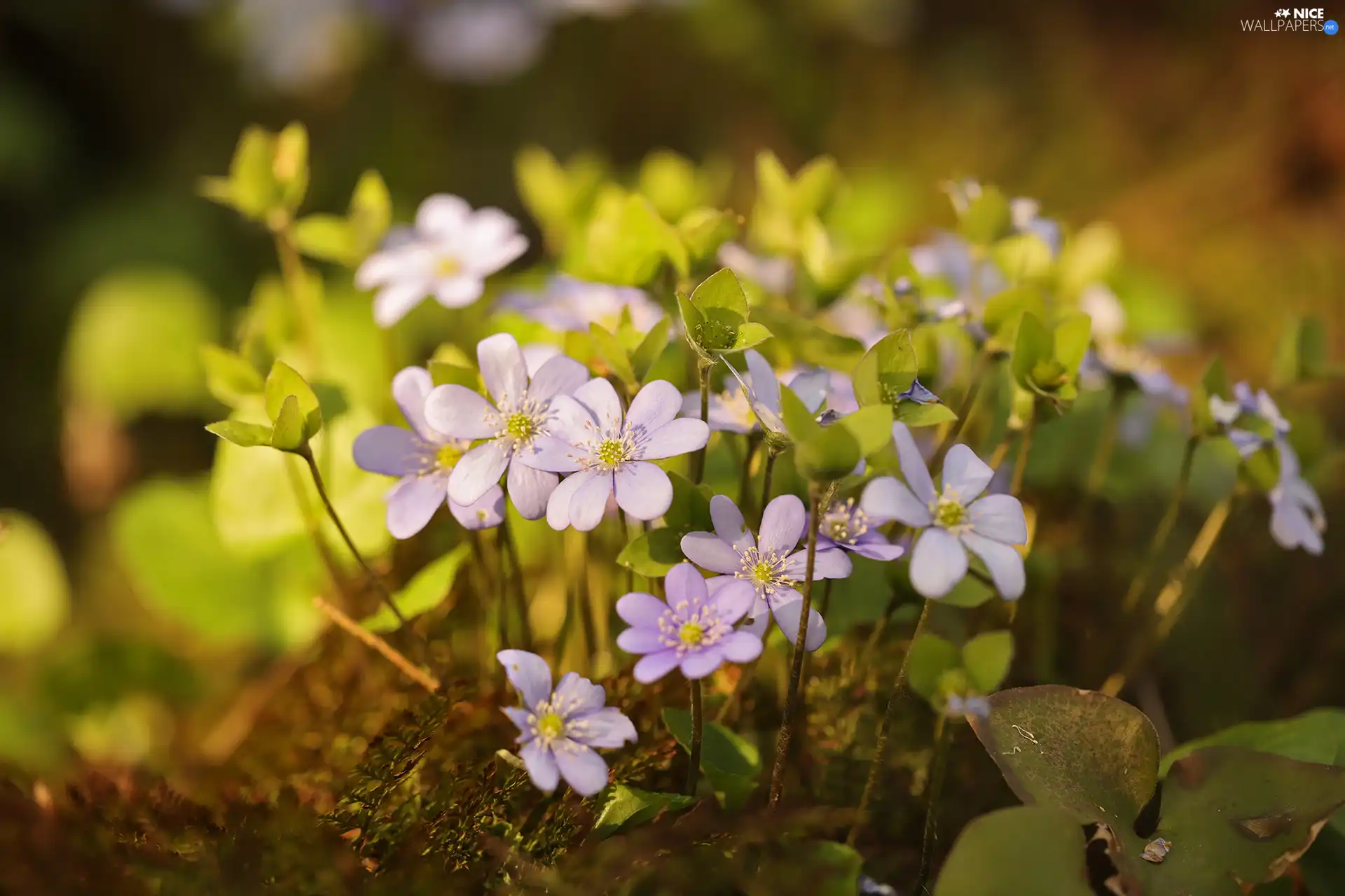 lilac, Liverworts, cluster, Flowers