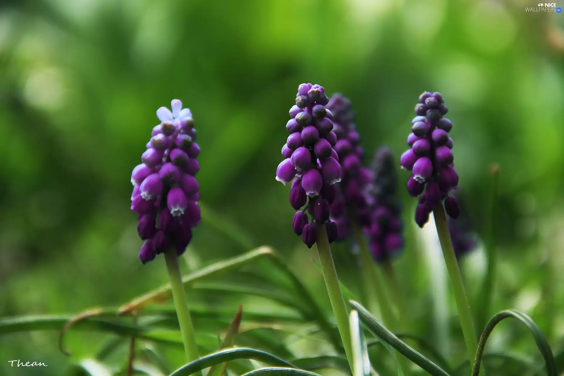 Flowers, Muscari, lilac