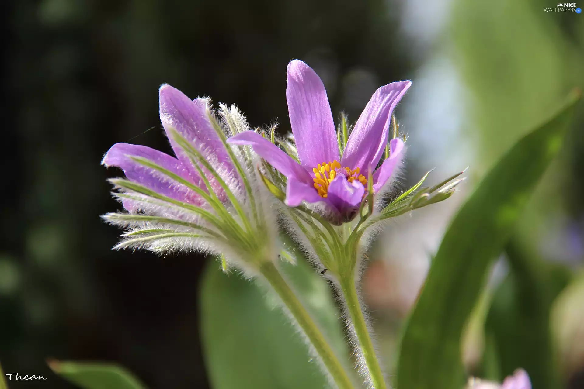 Flowers, pasque, lilac