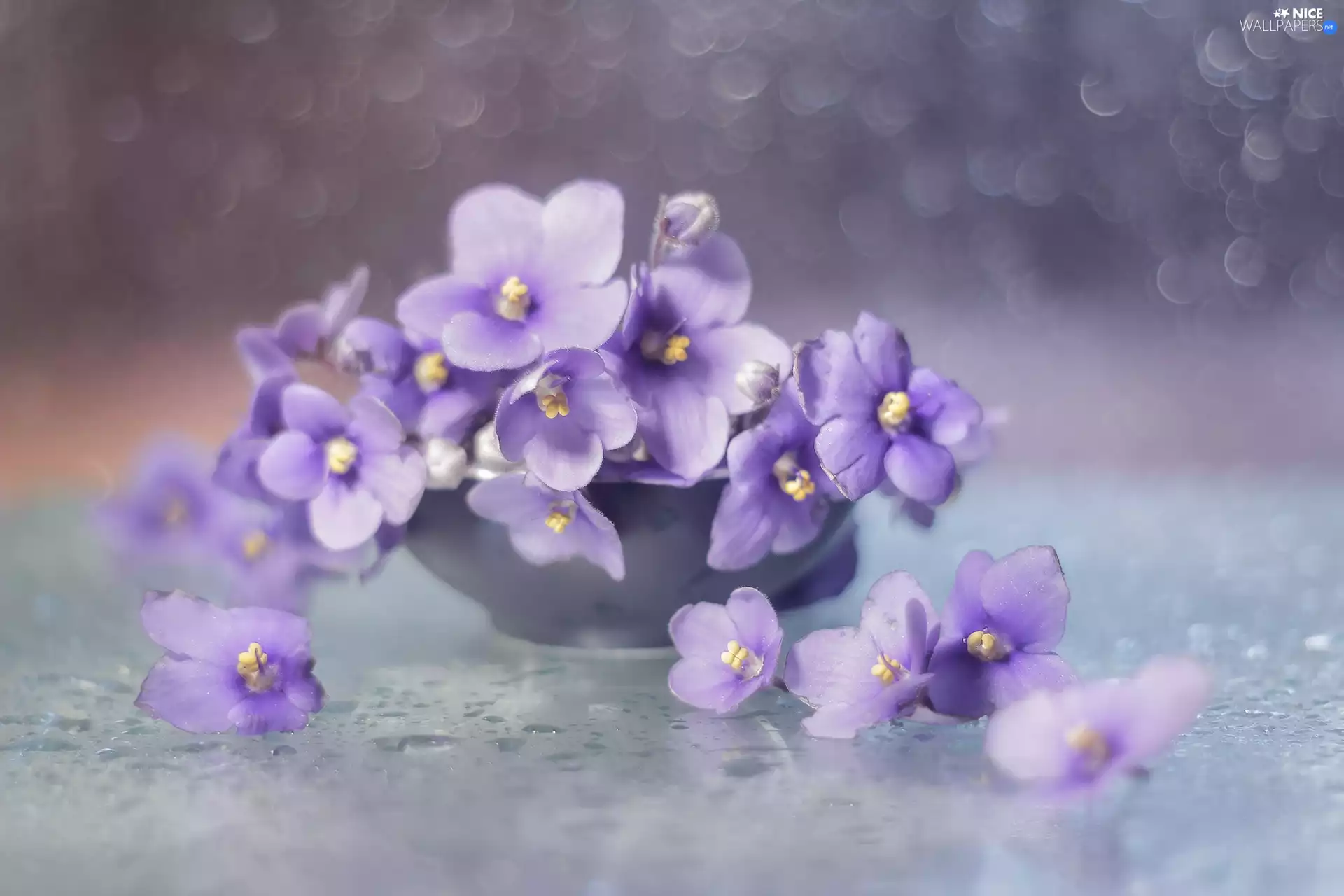 Sepolia, Flowers, lilac, African Violets