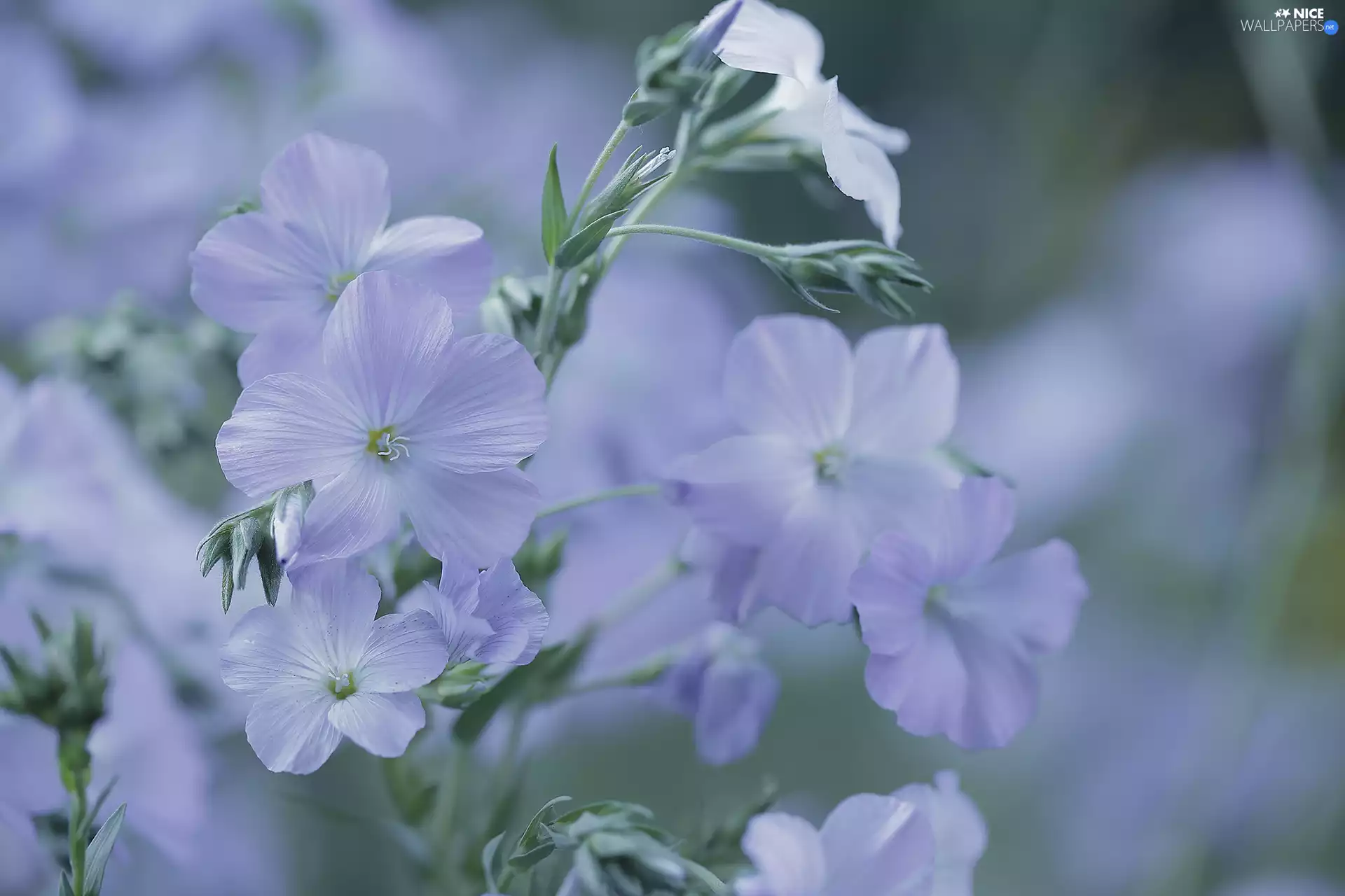 Linum Hirsutum, lilac, Flowers