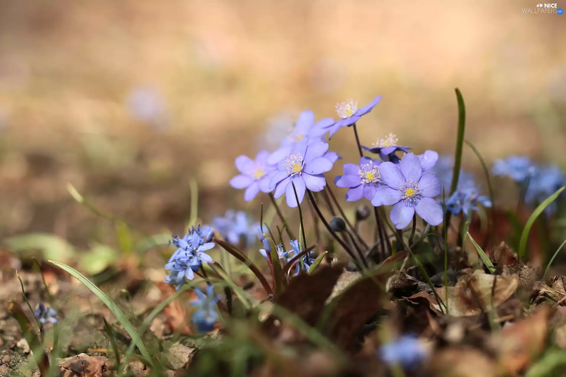 Flowers, Blue, Liverleaf