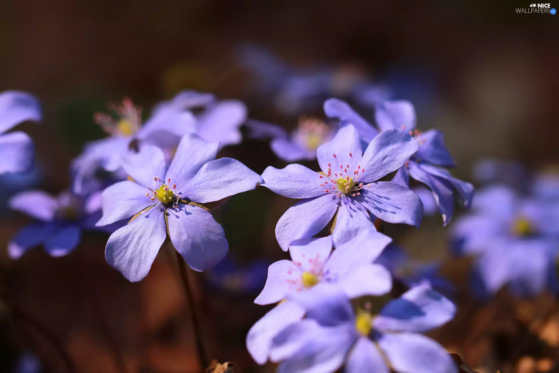 Flowers, lilac, Liverworts