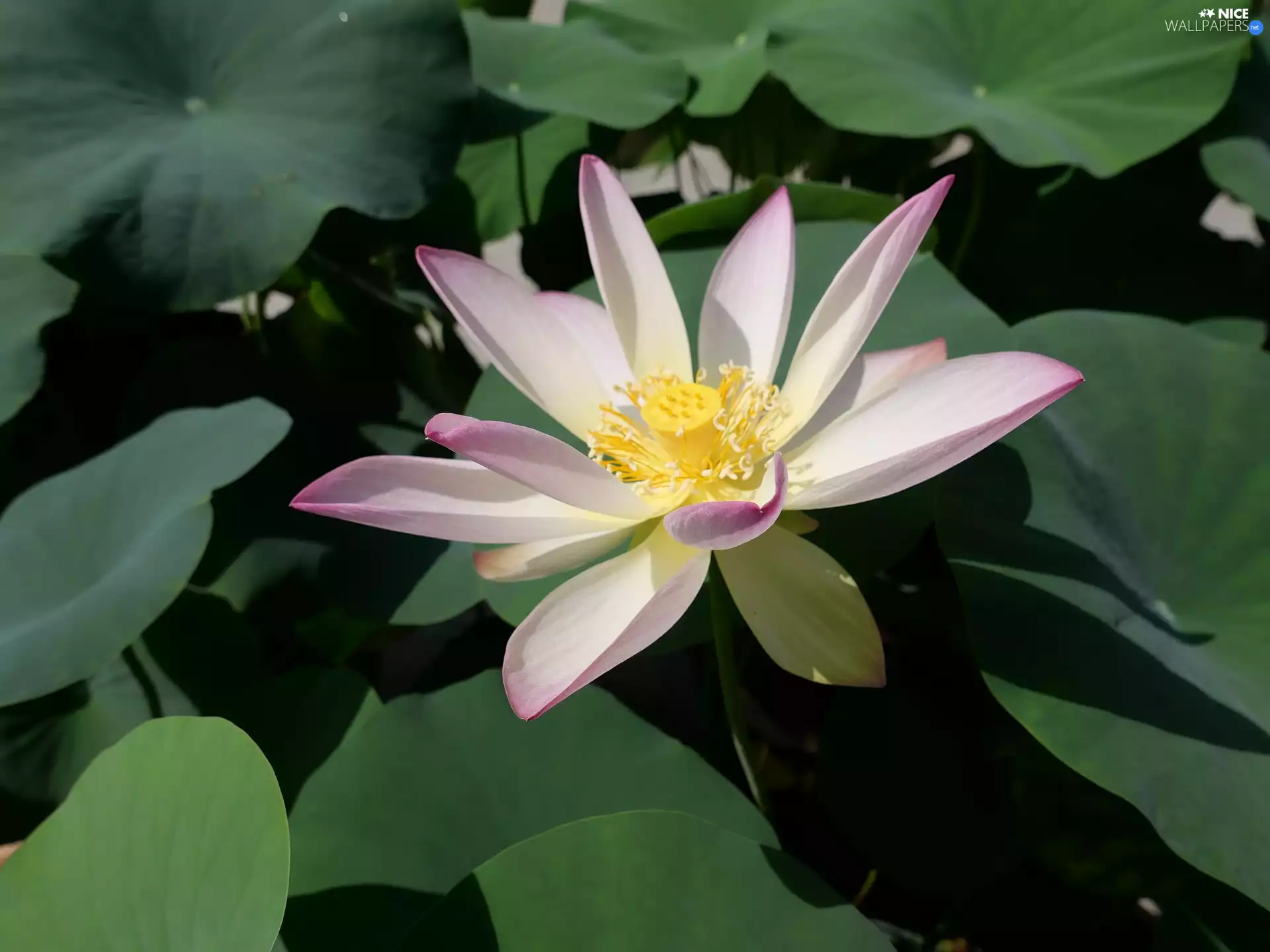 Colourfull Flowers, lotus, Leaf, bloom