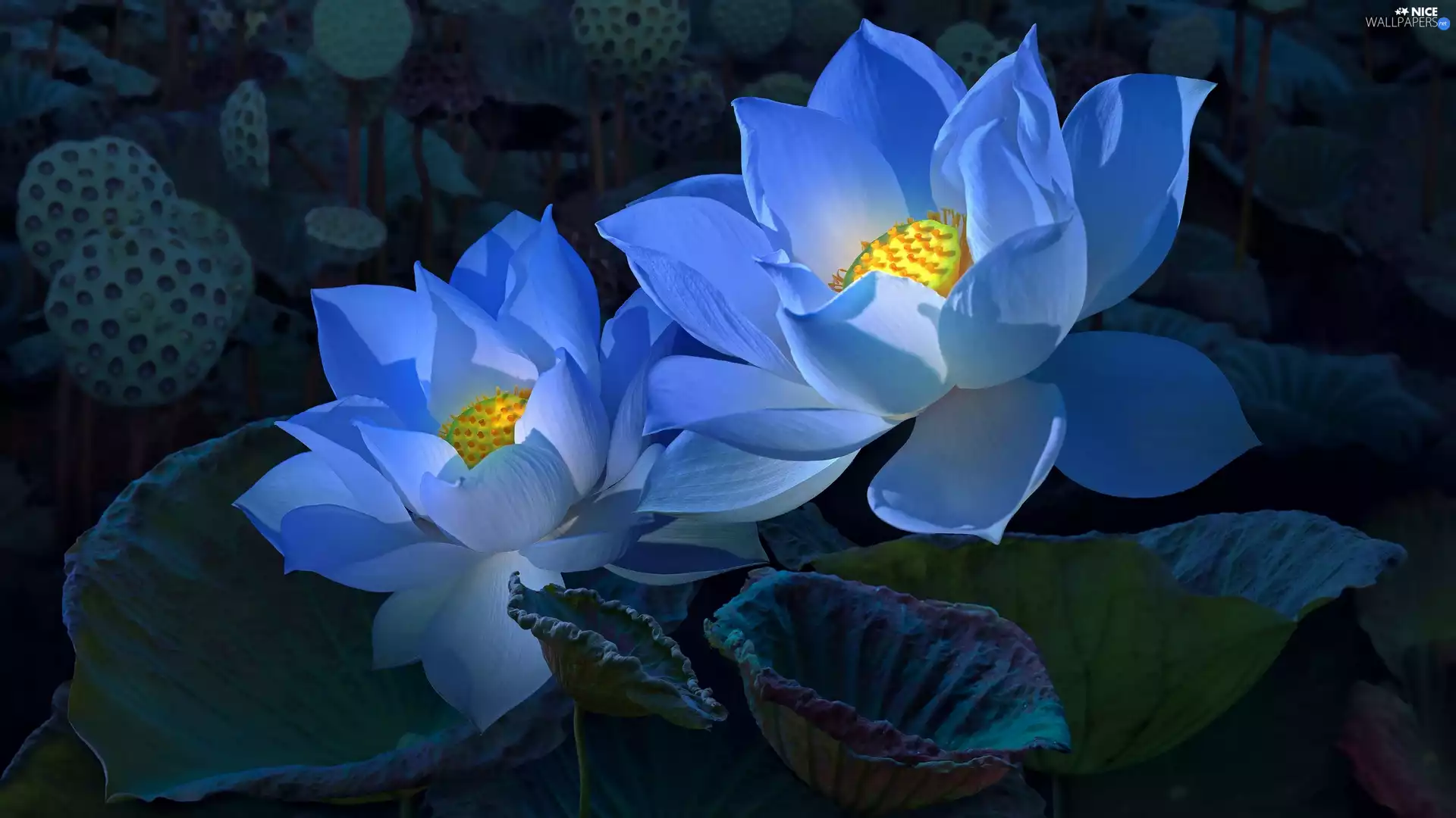 lotus, Two cars, Flowers