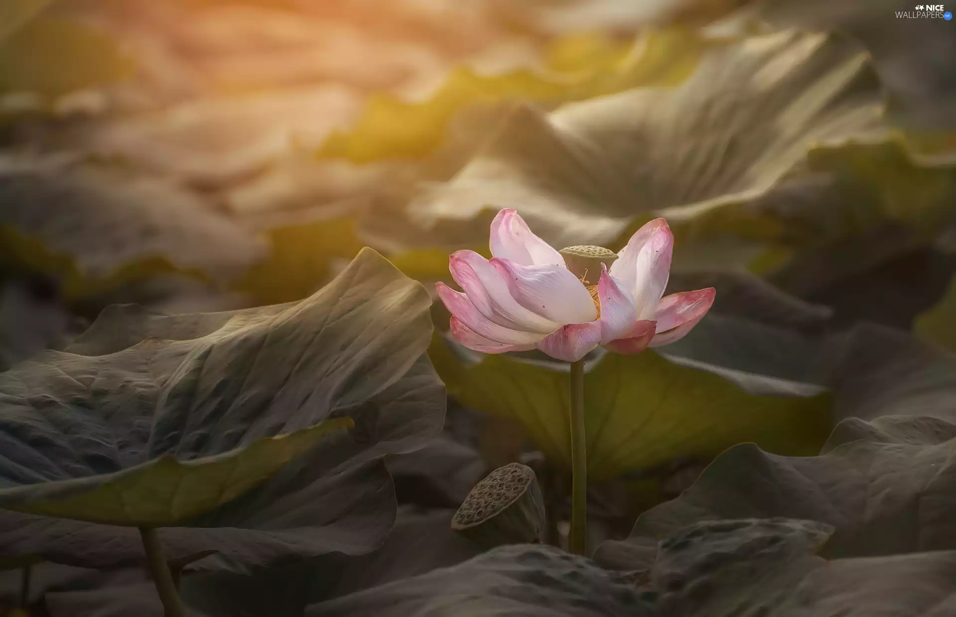lotus, Leaf, Colourfull Flowers