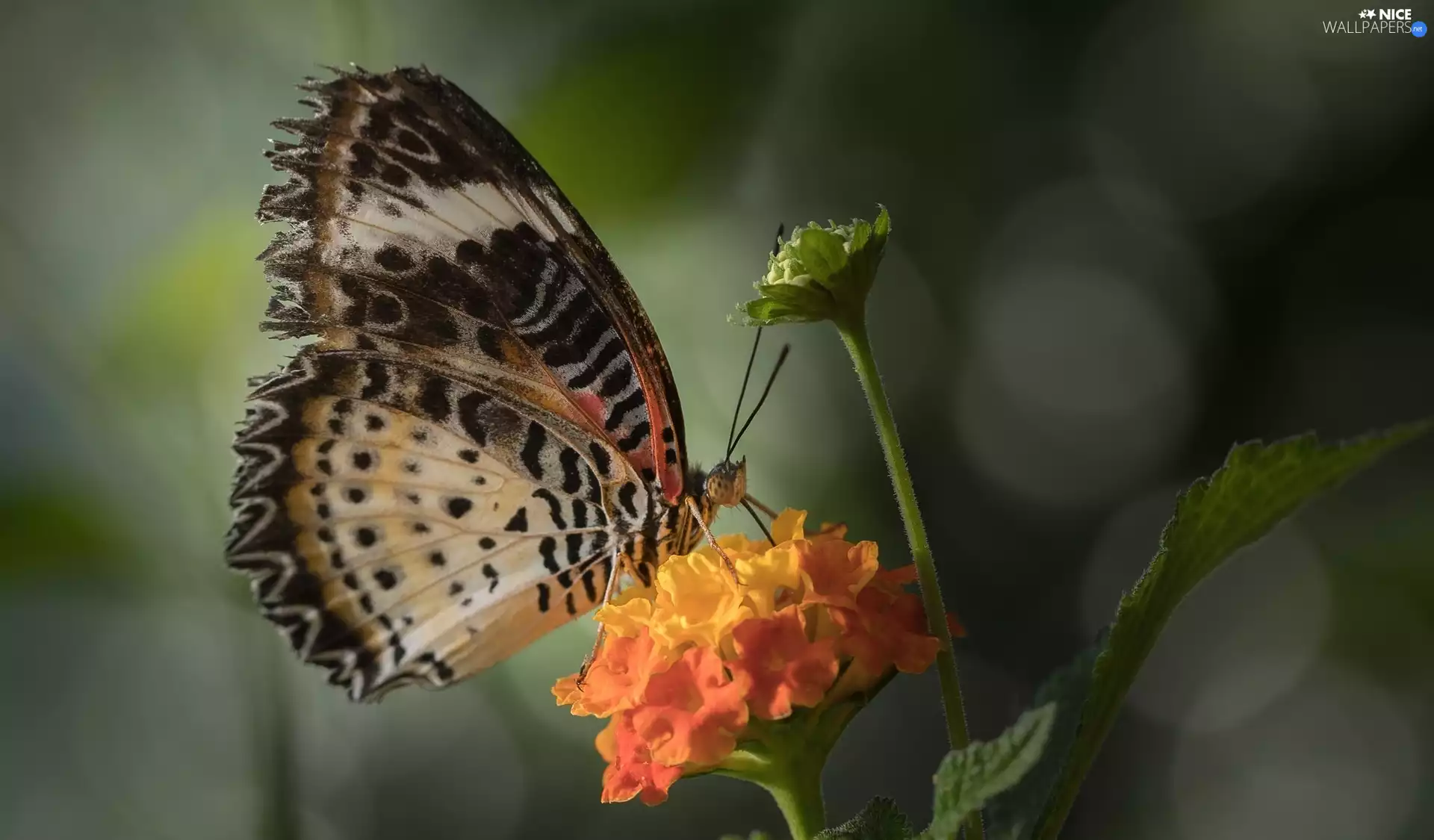 butterfly, Orange, Colourfull Flowers, Euthalia lubentina
