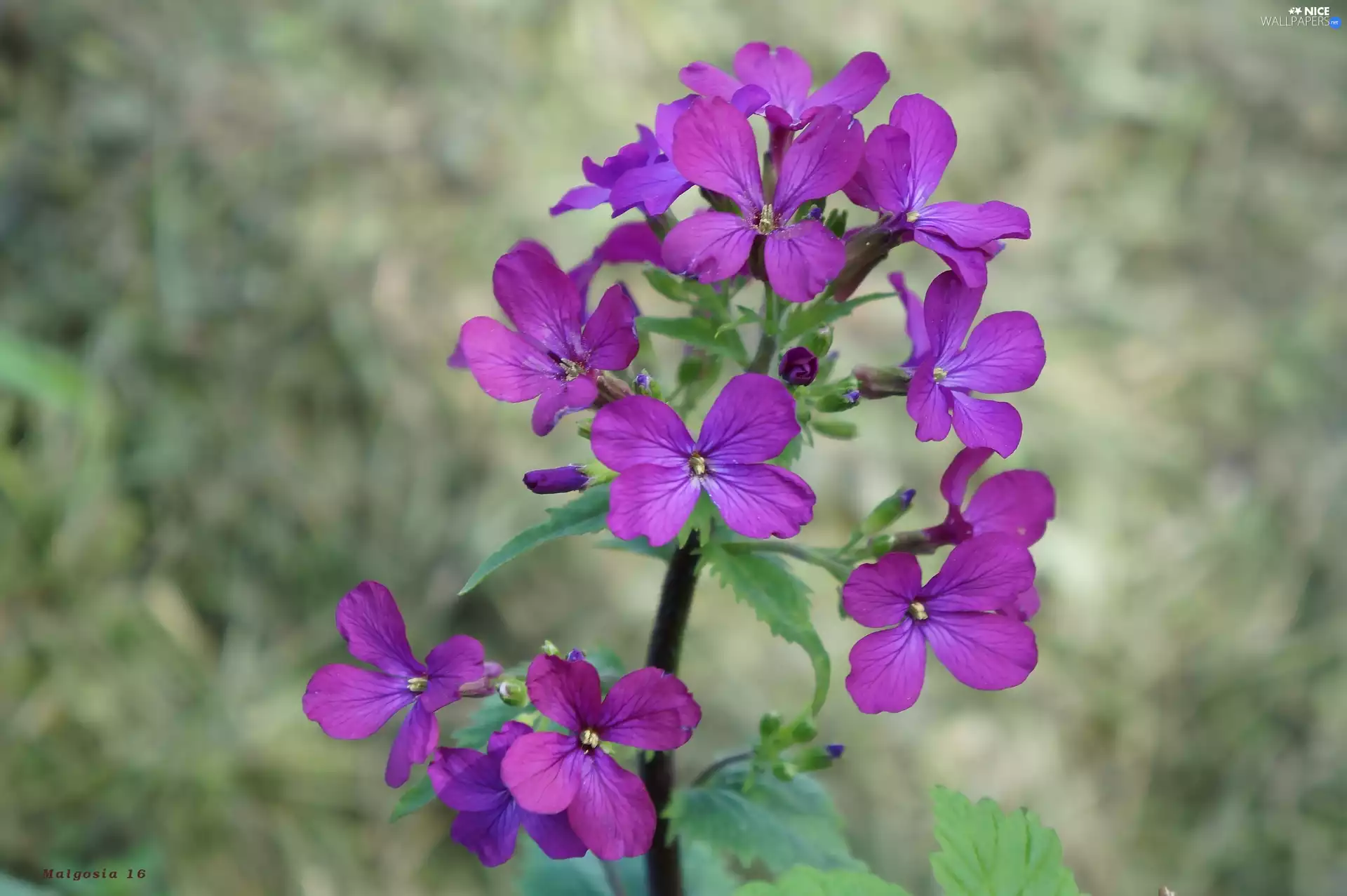 Flowers, Lunaria