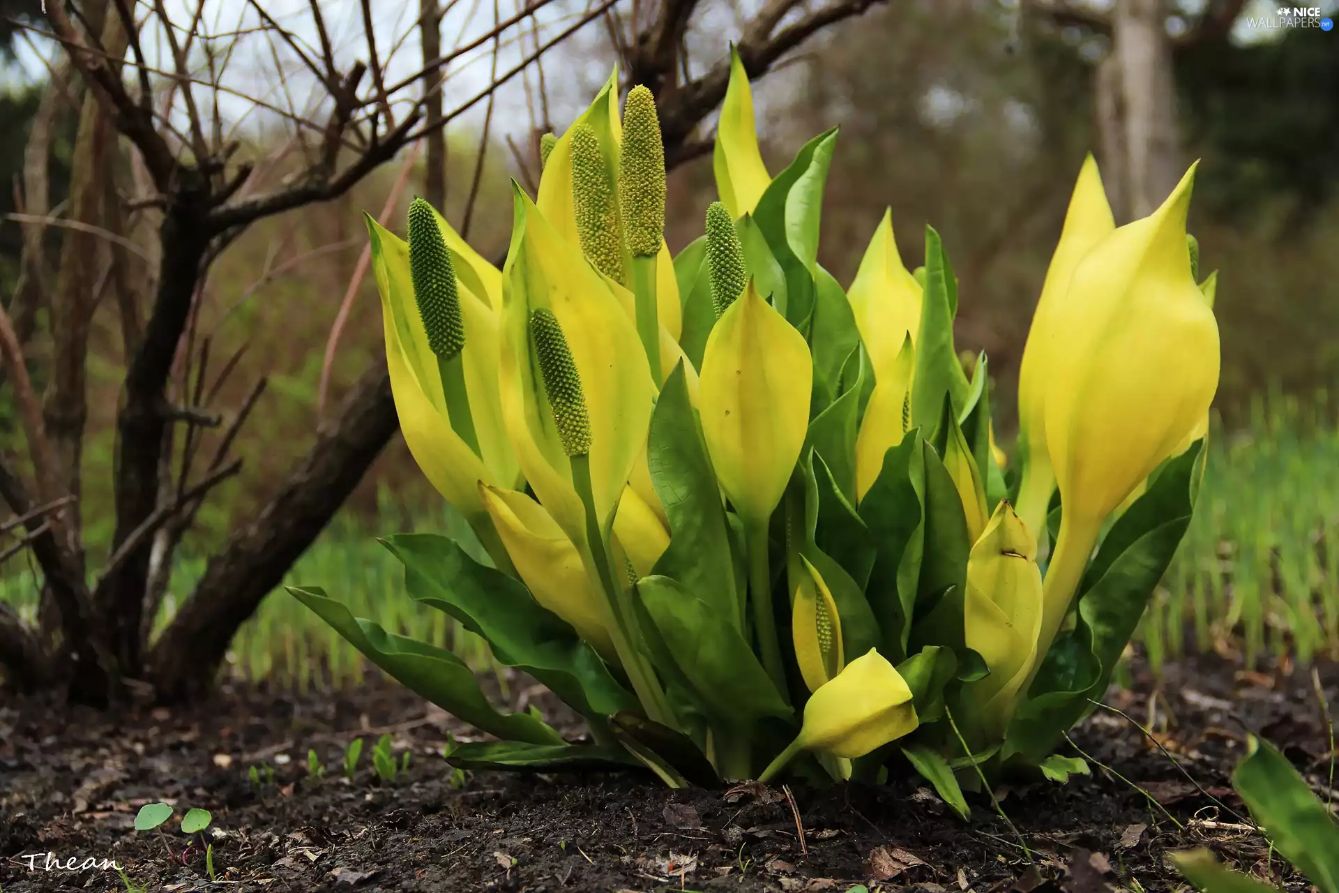 Colourfull Flowers, Lysichiton americanus, Yellow