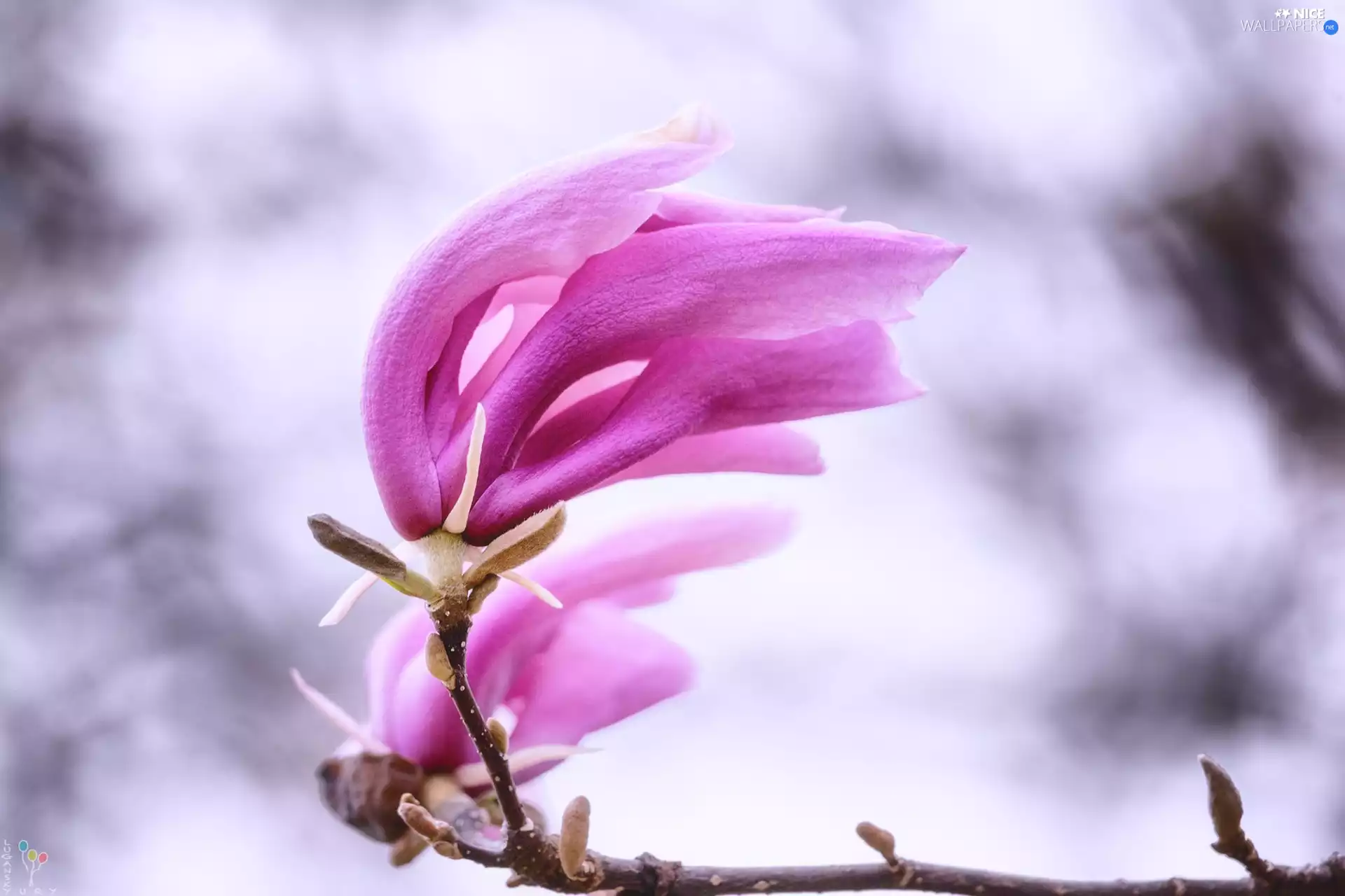 twig, blur, Colourfull Flowers, Pink, Magnolia