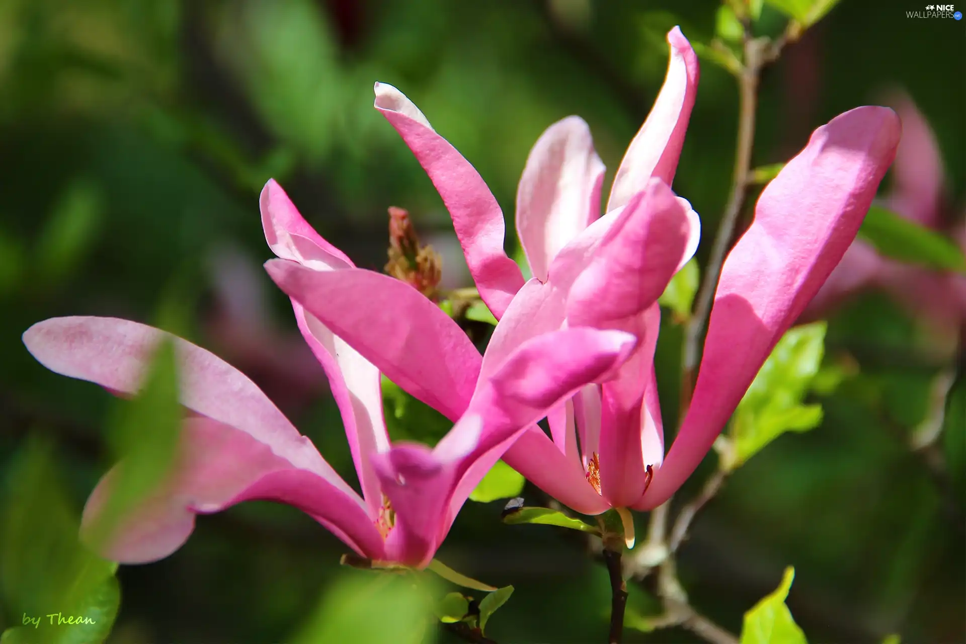 Flowers, Pink, Magnolia