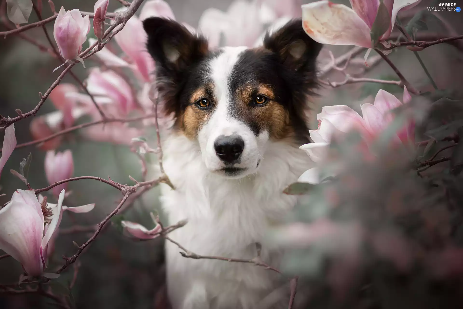 dog, Flowers, Magnolias, The look