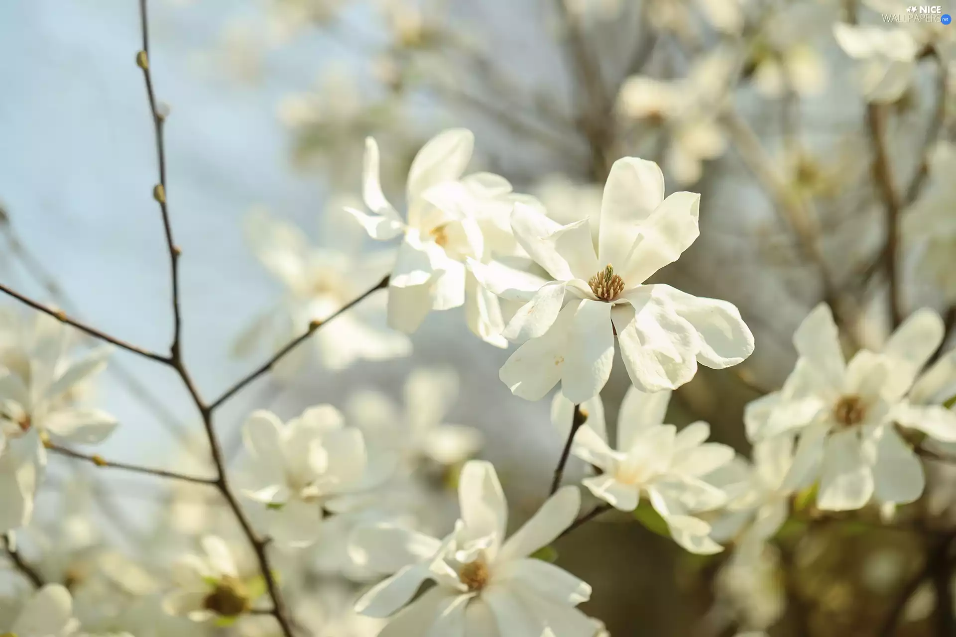 Flowers, White, Magnolias