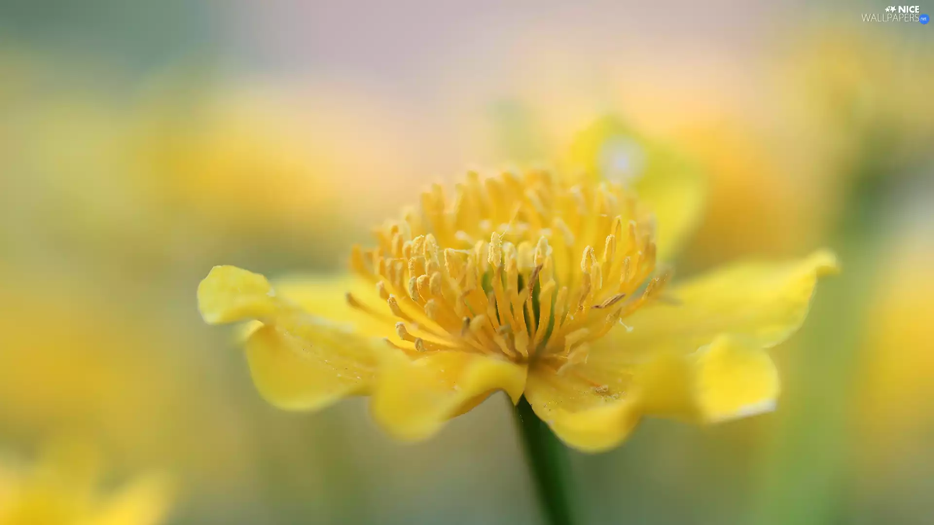 buttercup, Yellow, Colourfull Flowers, Marsh-Marigold