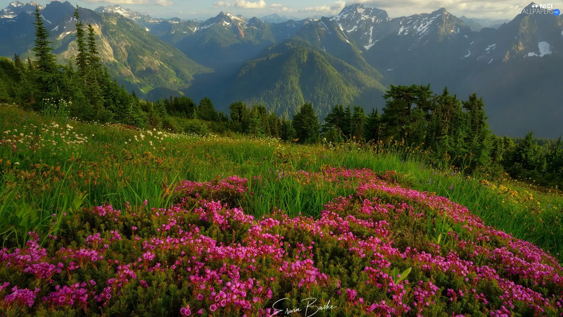 viewes, Flowers, Meadow, trees, Mountains
