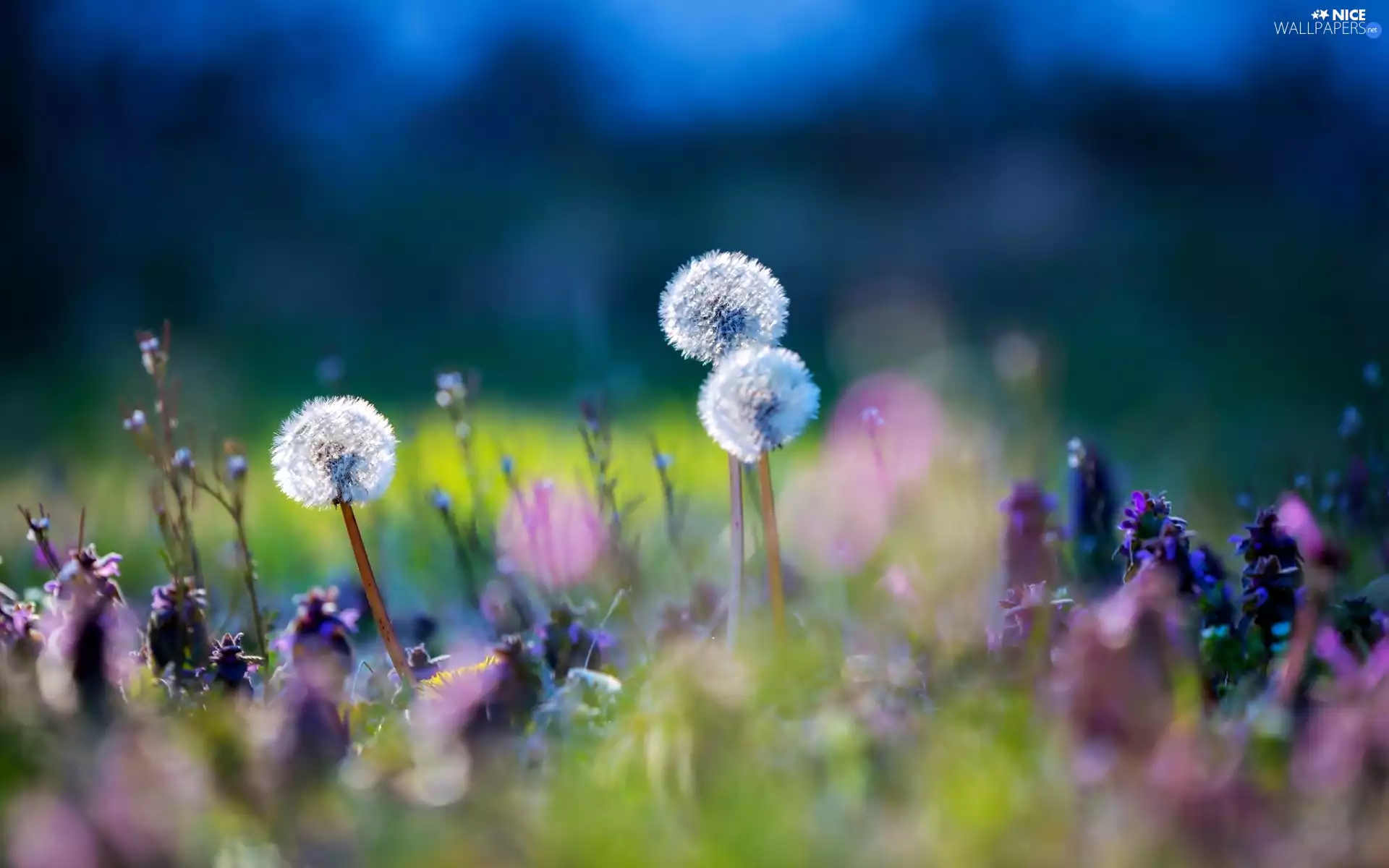 Meadow, grass, puffball, Flowers