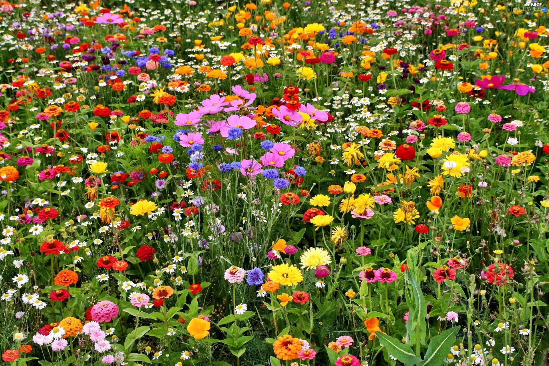 Meadow, wild, flowers, Colorful