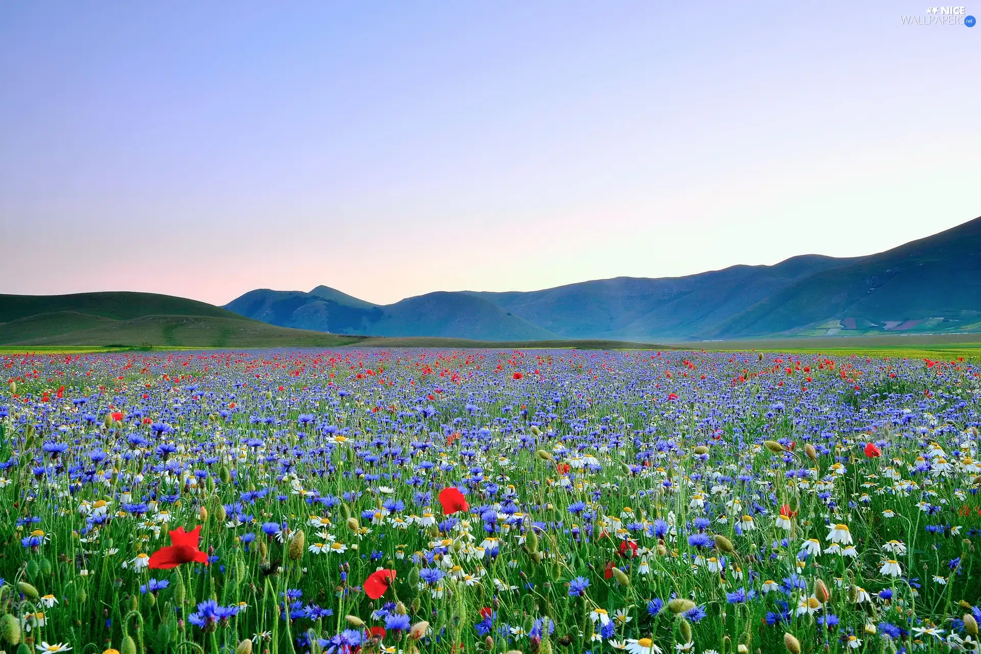 Meadow, Flowers