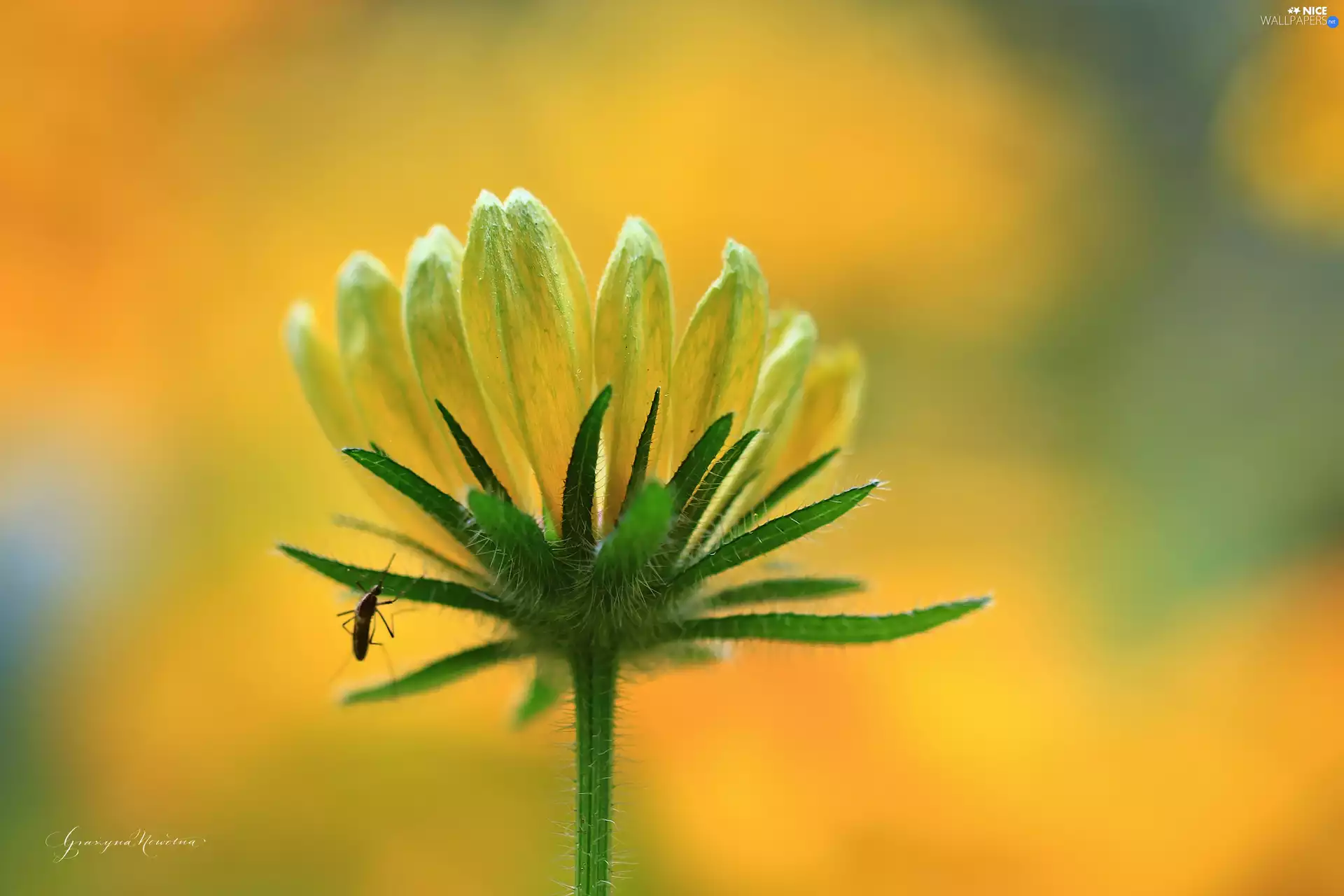 mosquito, Yellow, Colourfull Flowers