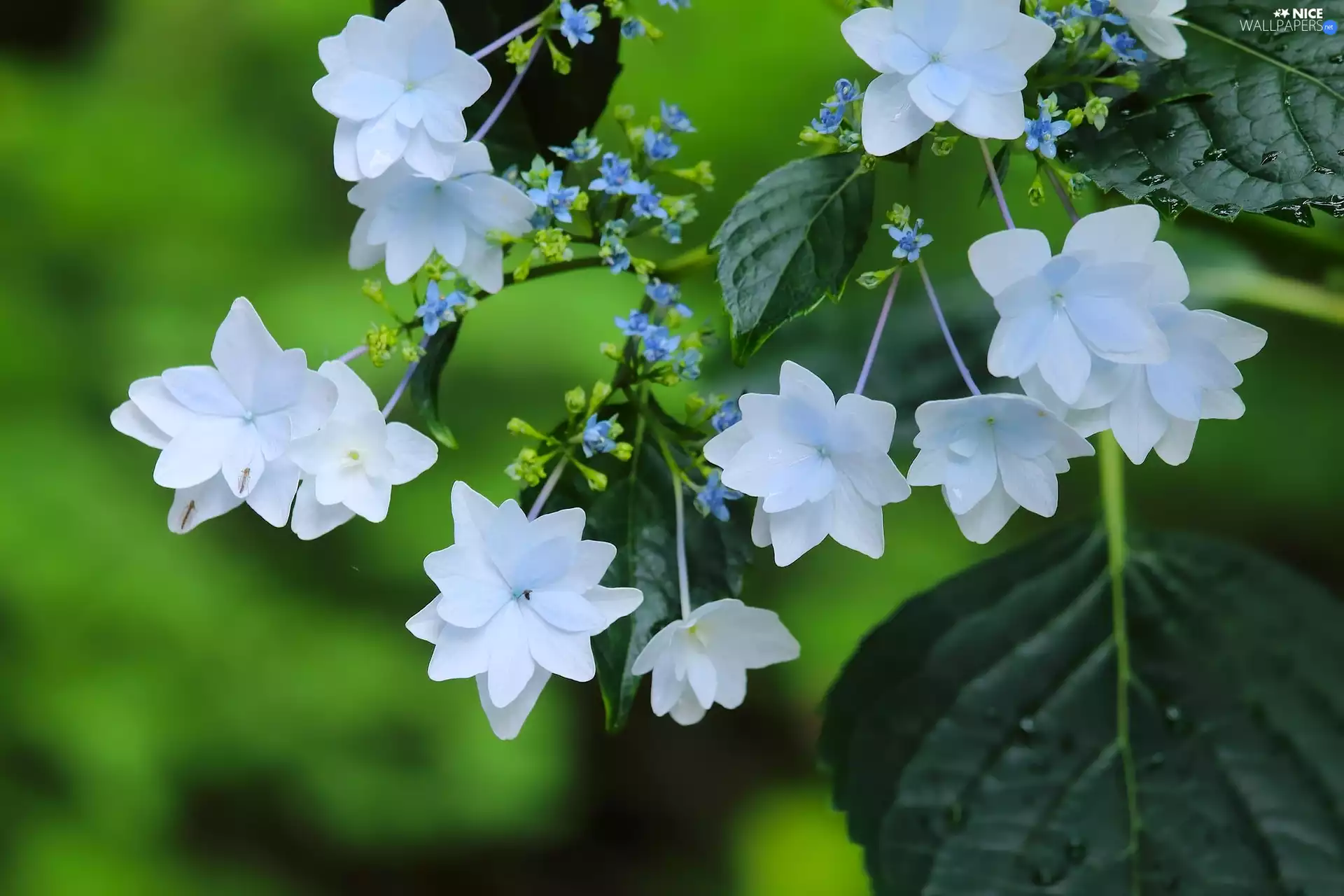 Twigs, Flowers, Mountain Hydrangea, White