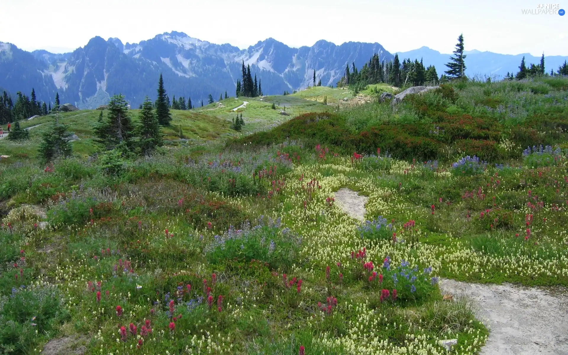 Meadow, Flowers, Mountains, car in the meadow