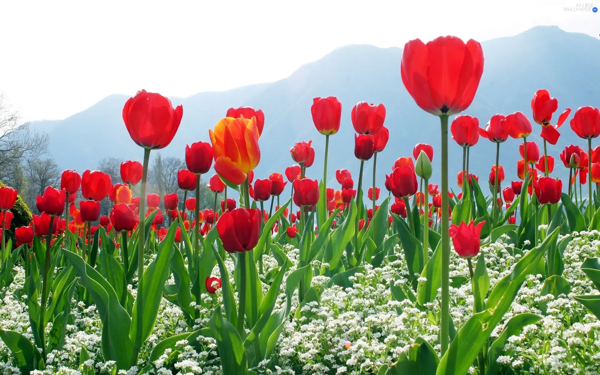 Flowers, Mountains, Tulips, White, Red