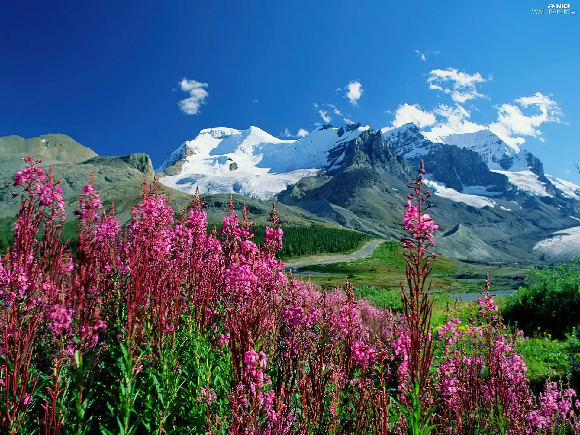 Flowers, Sky, Mountains