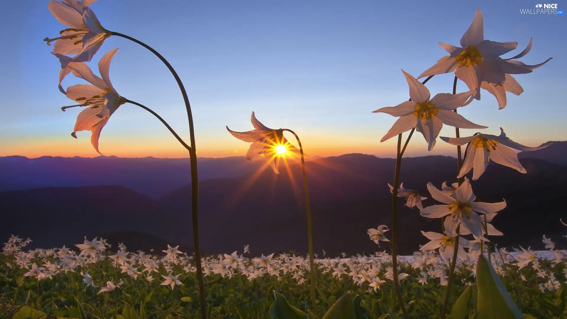 Mountains, sun, Flowers, rays