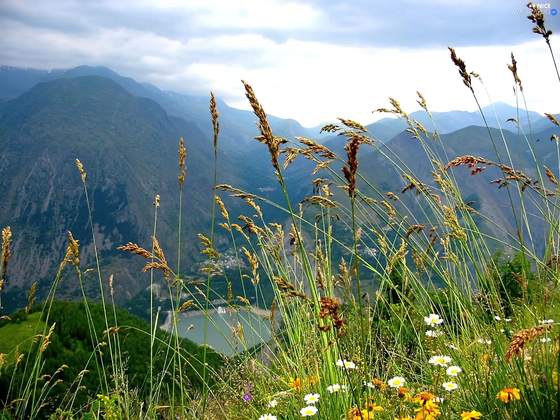 Mountains, Wildflowers, Flowers, grass