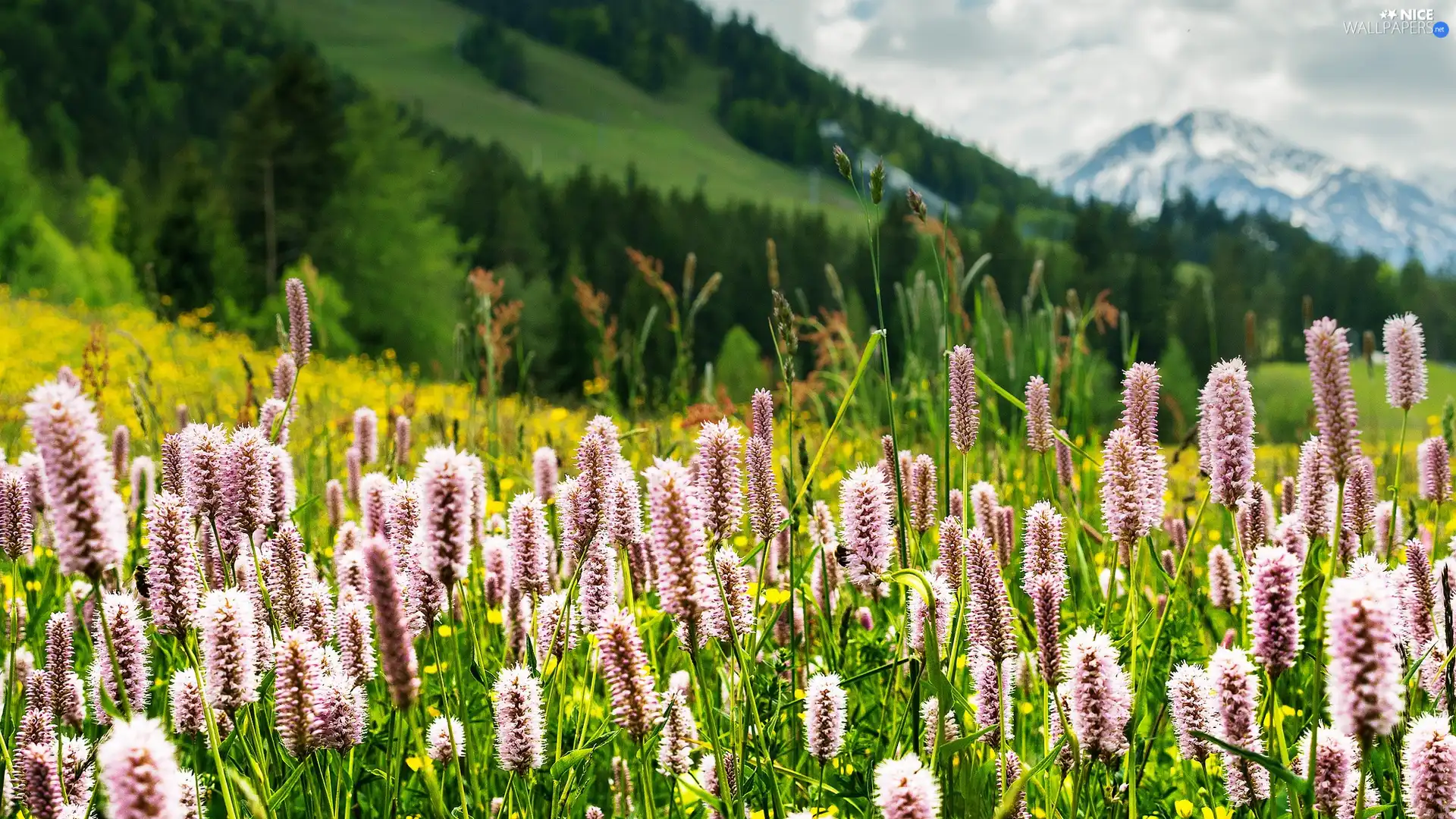 Mountains, Wildflowers, Flowers, Meadow