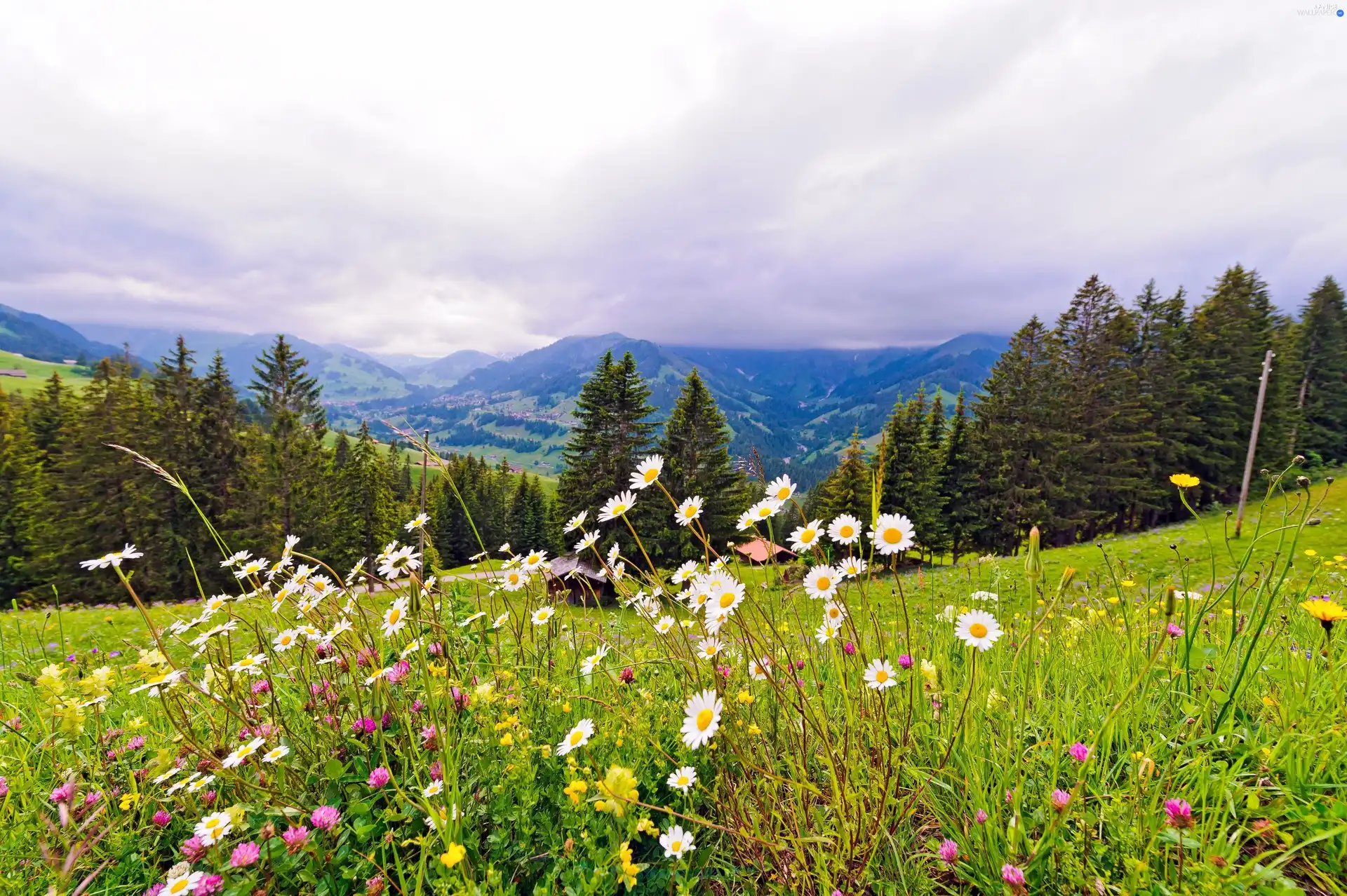 Mountains, Wildflowers, Flowers, woods