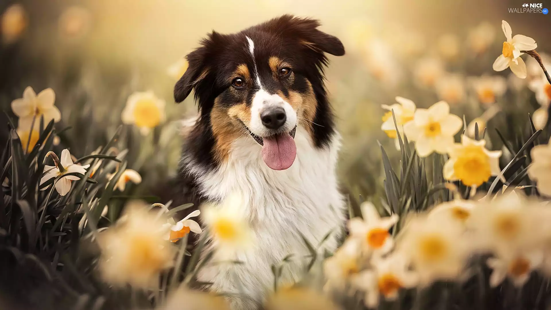 dog, Flowers, narcissus, Australian Shepherd