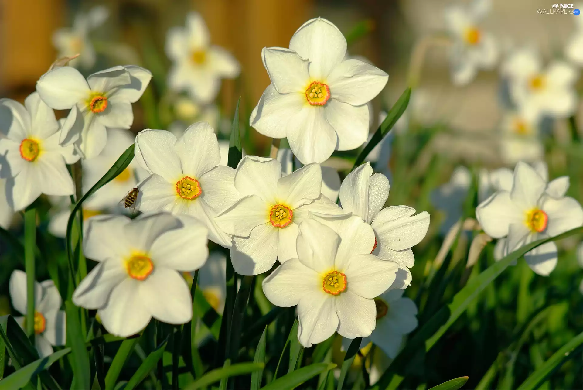 Flowers, White Narcissus