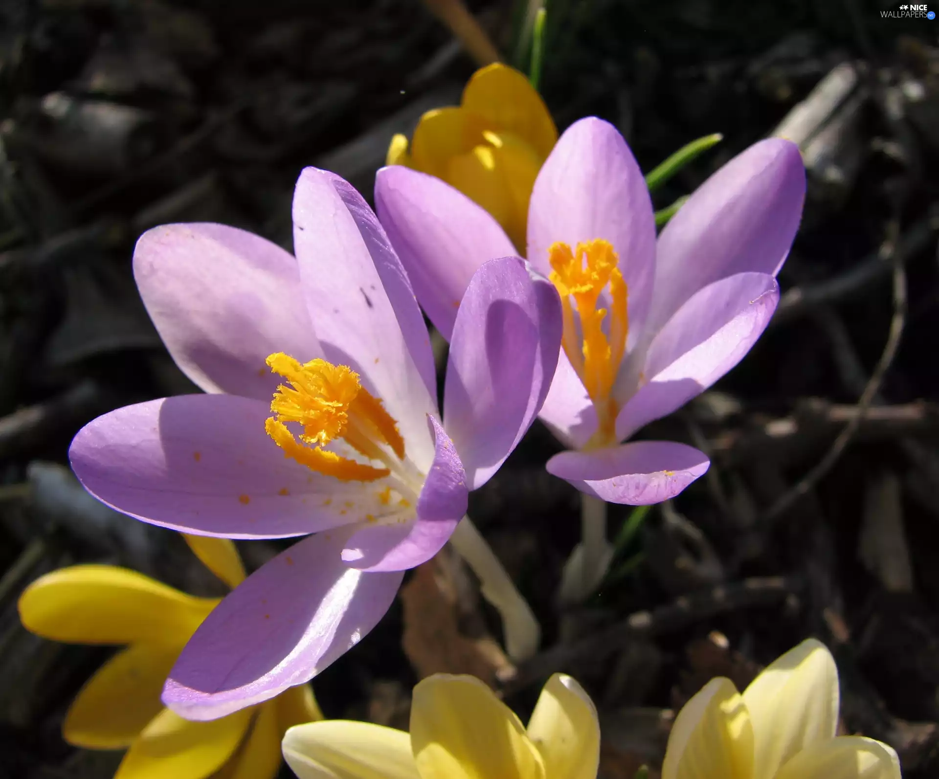 Flowers, crocuses, nature