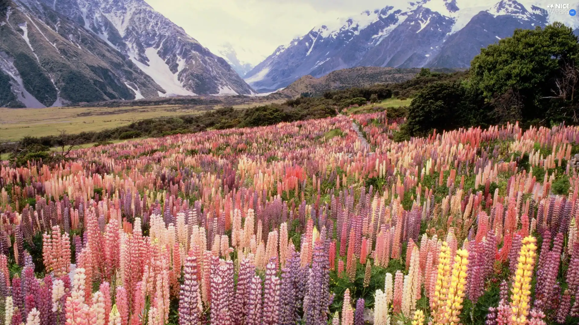 New, Mountains, Flowers, Zelandia