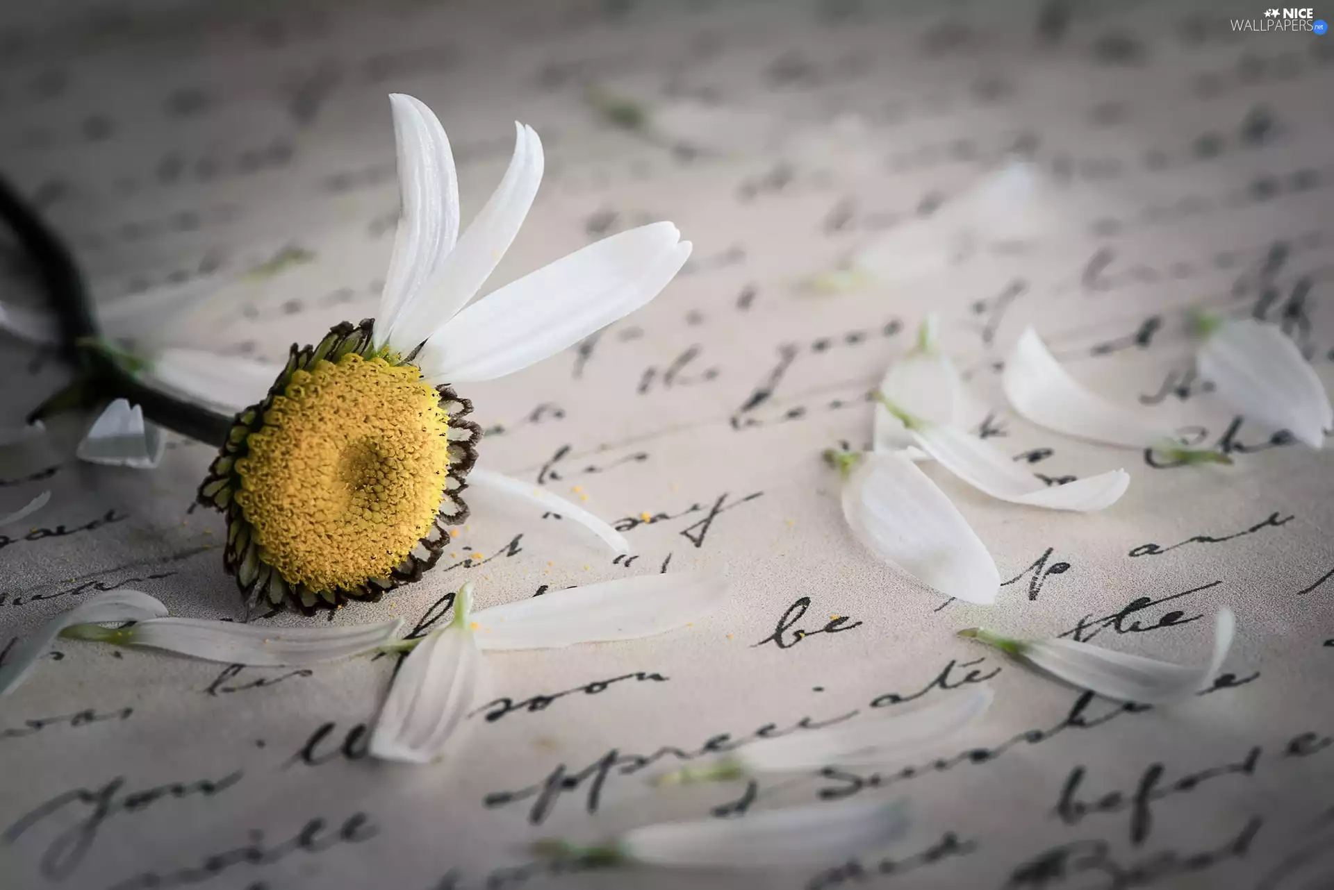 Flower, Petals of flowers, writing, letter, paper