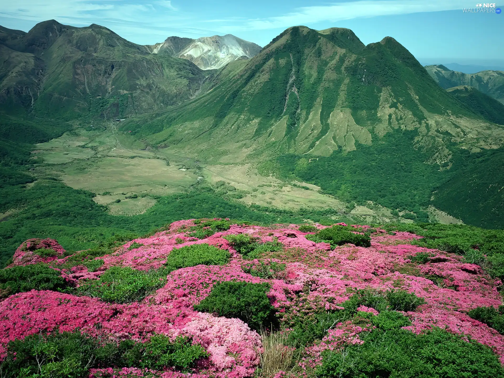 green ones, Pink, Flowers, Mountains