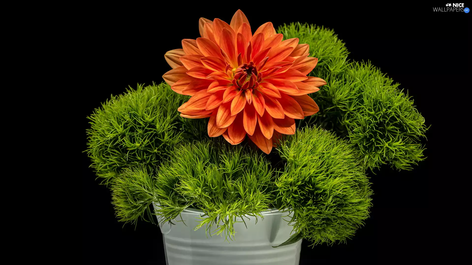 Green, plant, Colourfull Flowers, Dalia, Orange