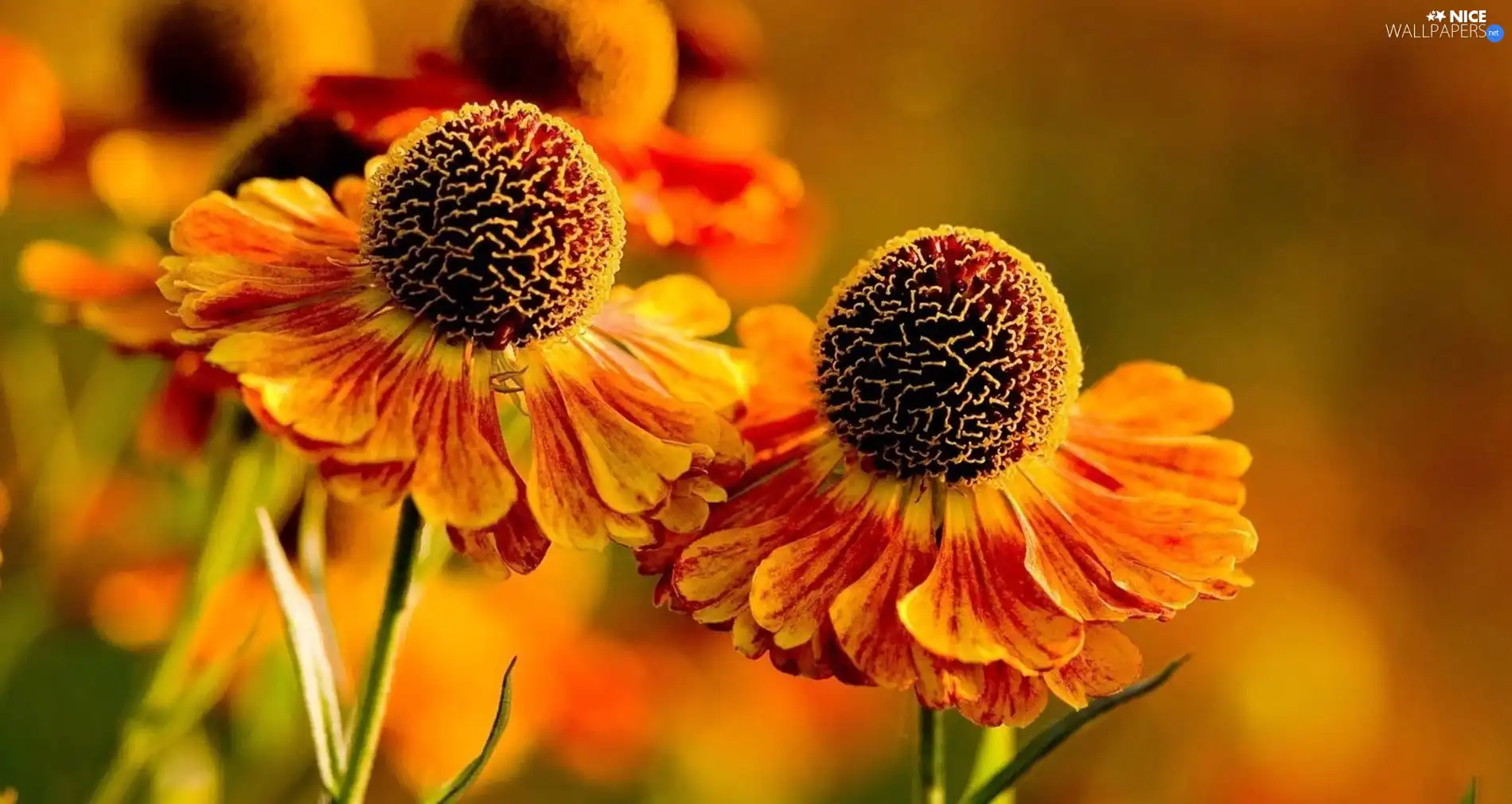 Orange, Flowers