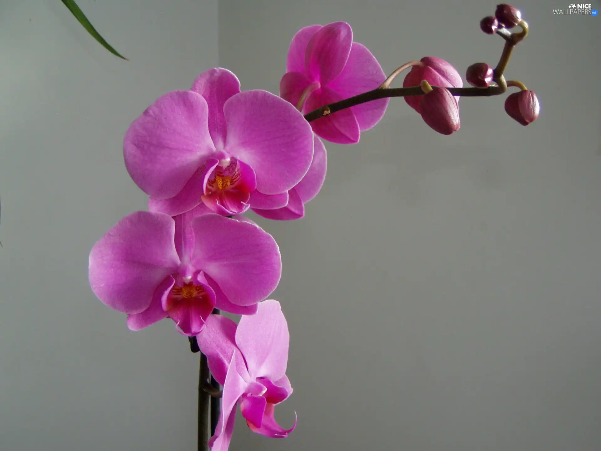 Flowers, Pink, orchid