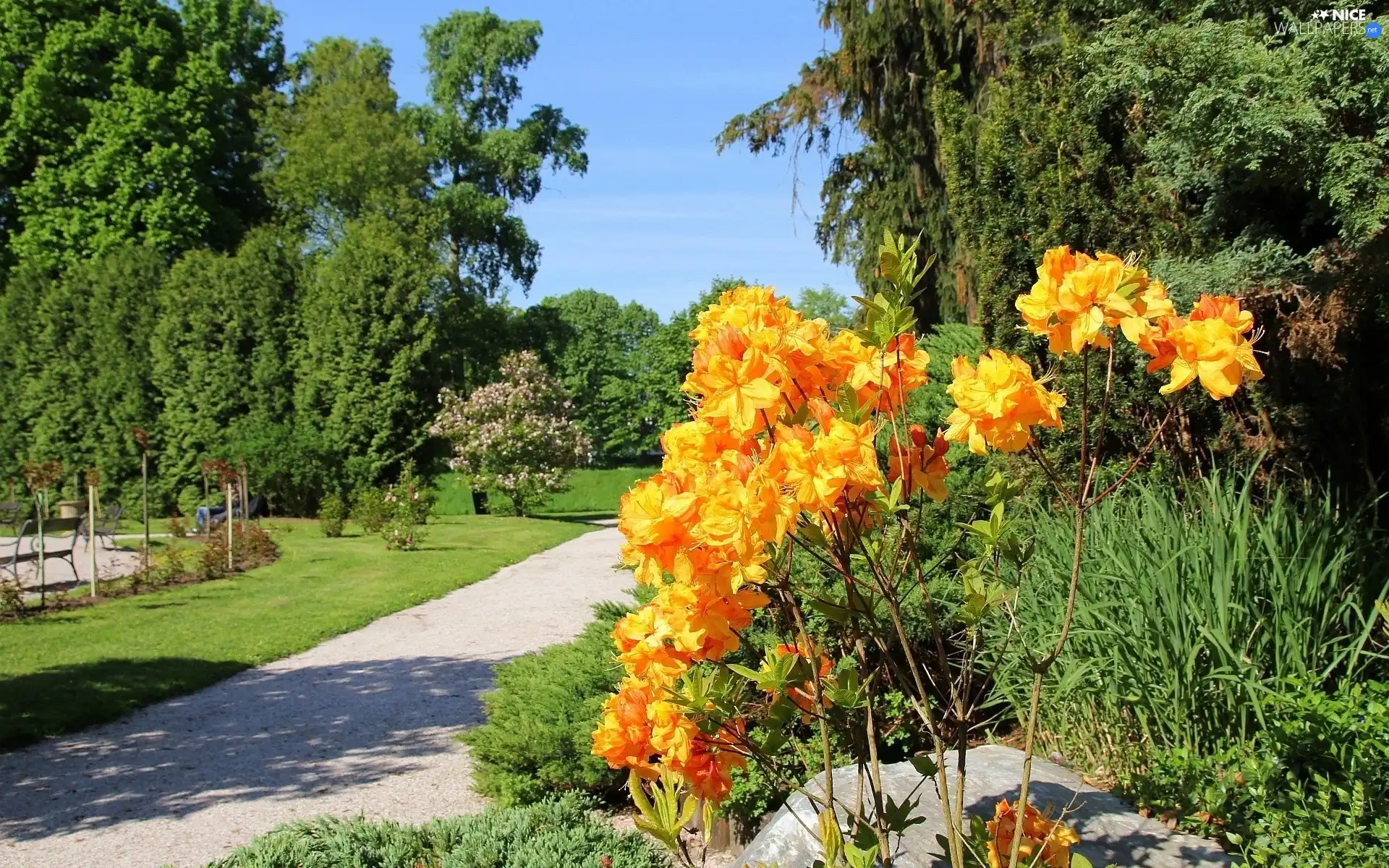 Park, Orange, Flowers, summer