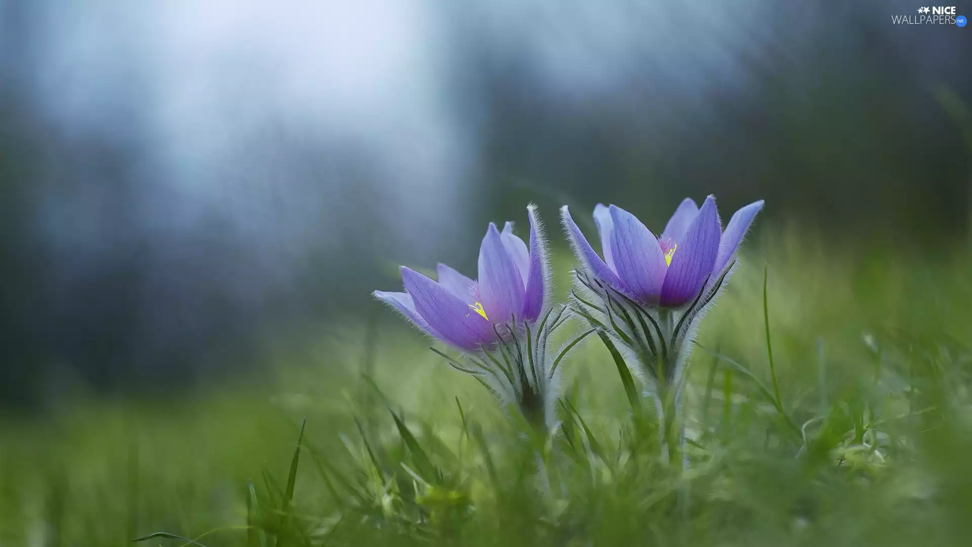 pasque, Two cars, Flowers