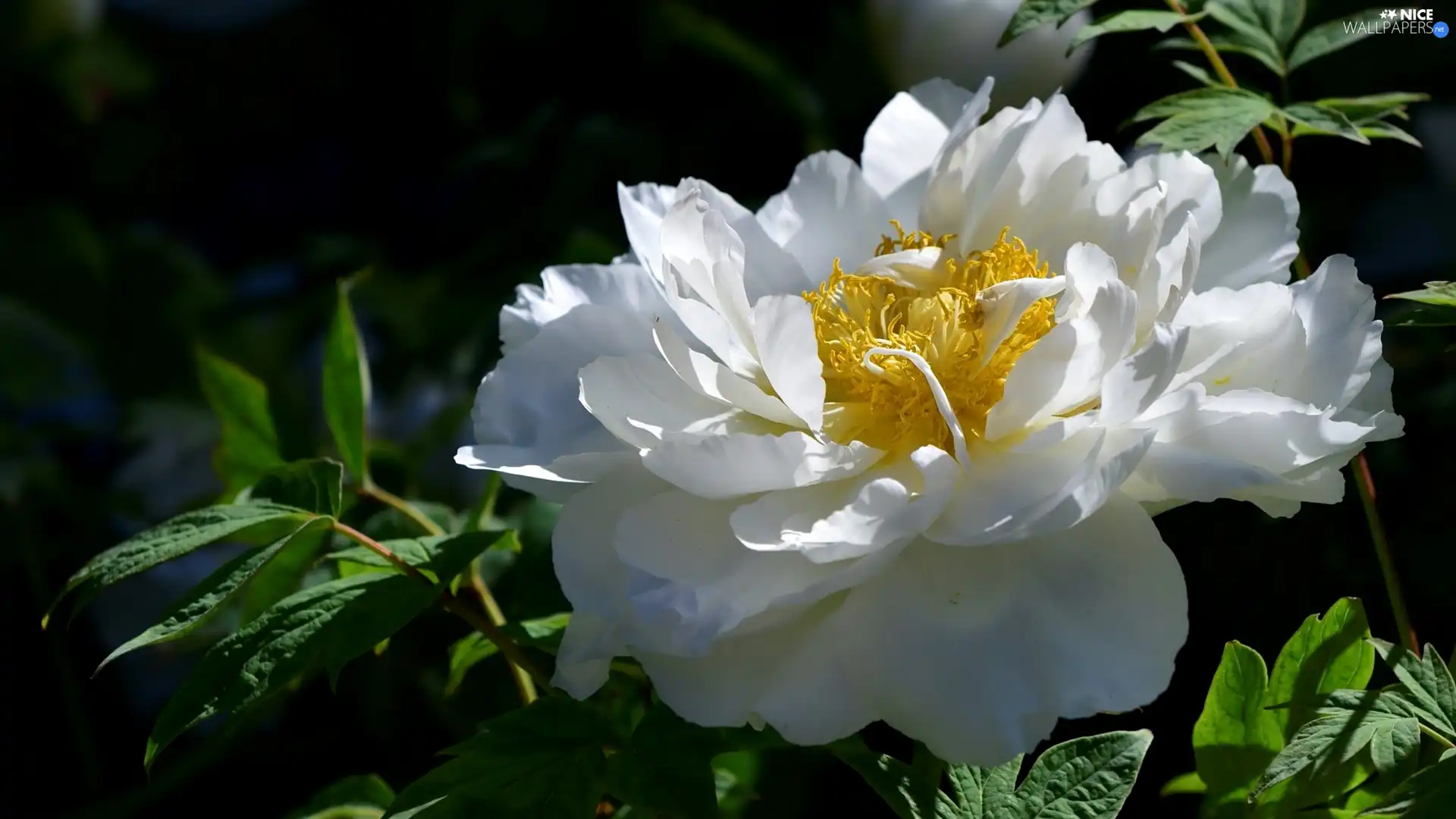 peony, White, Colourfull Flowers