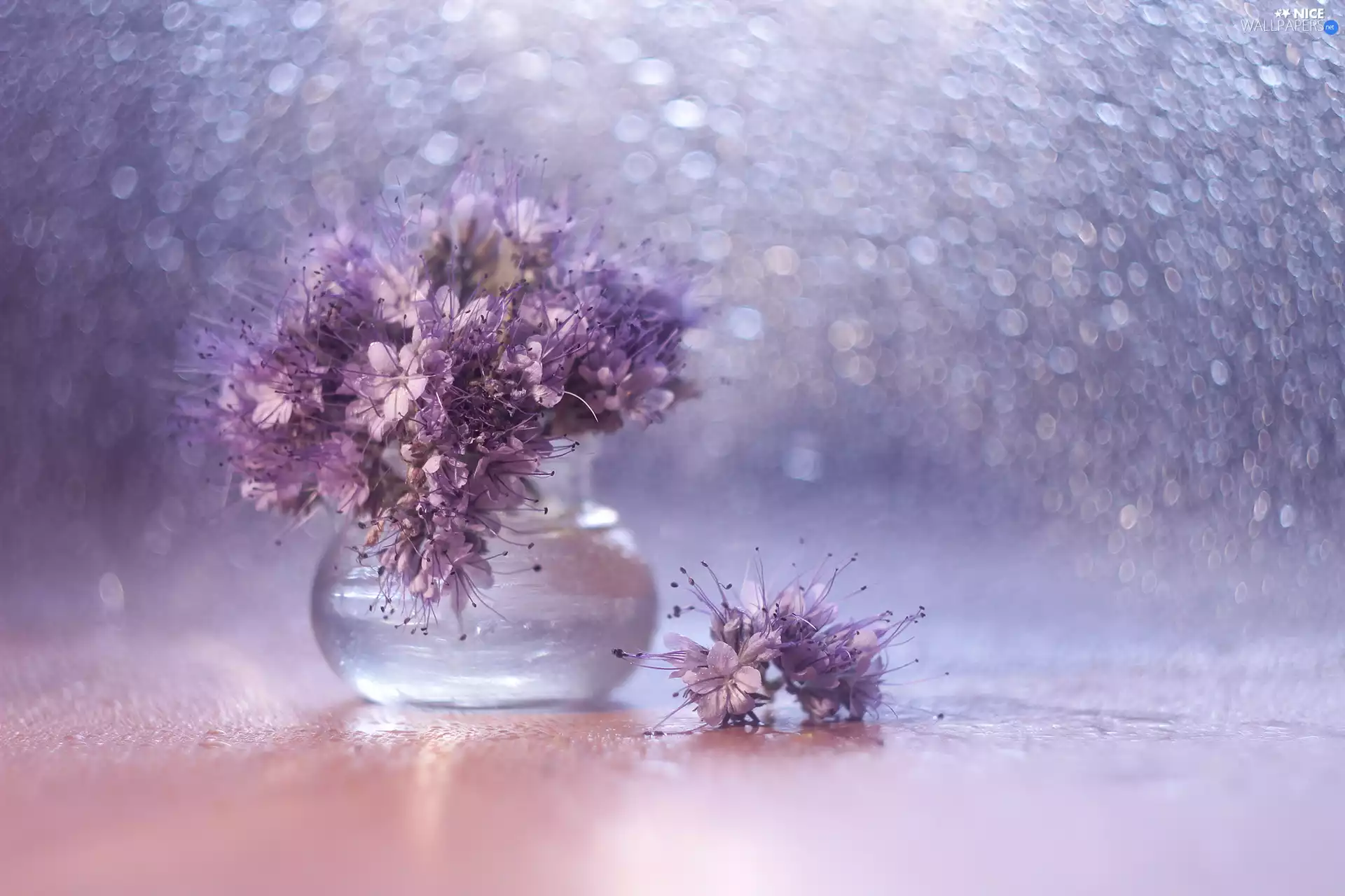 vase, Bokeh, purple, Flowers, Lacy Phacelia