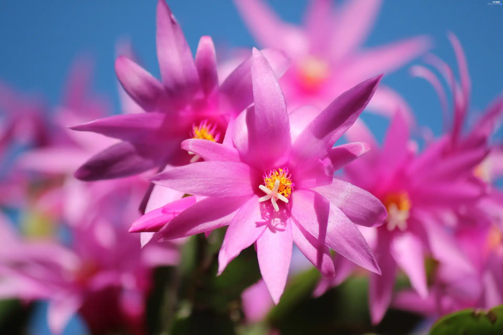 Pink, Flowers