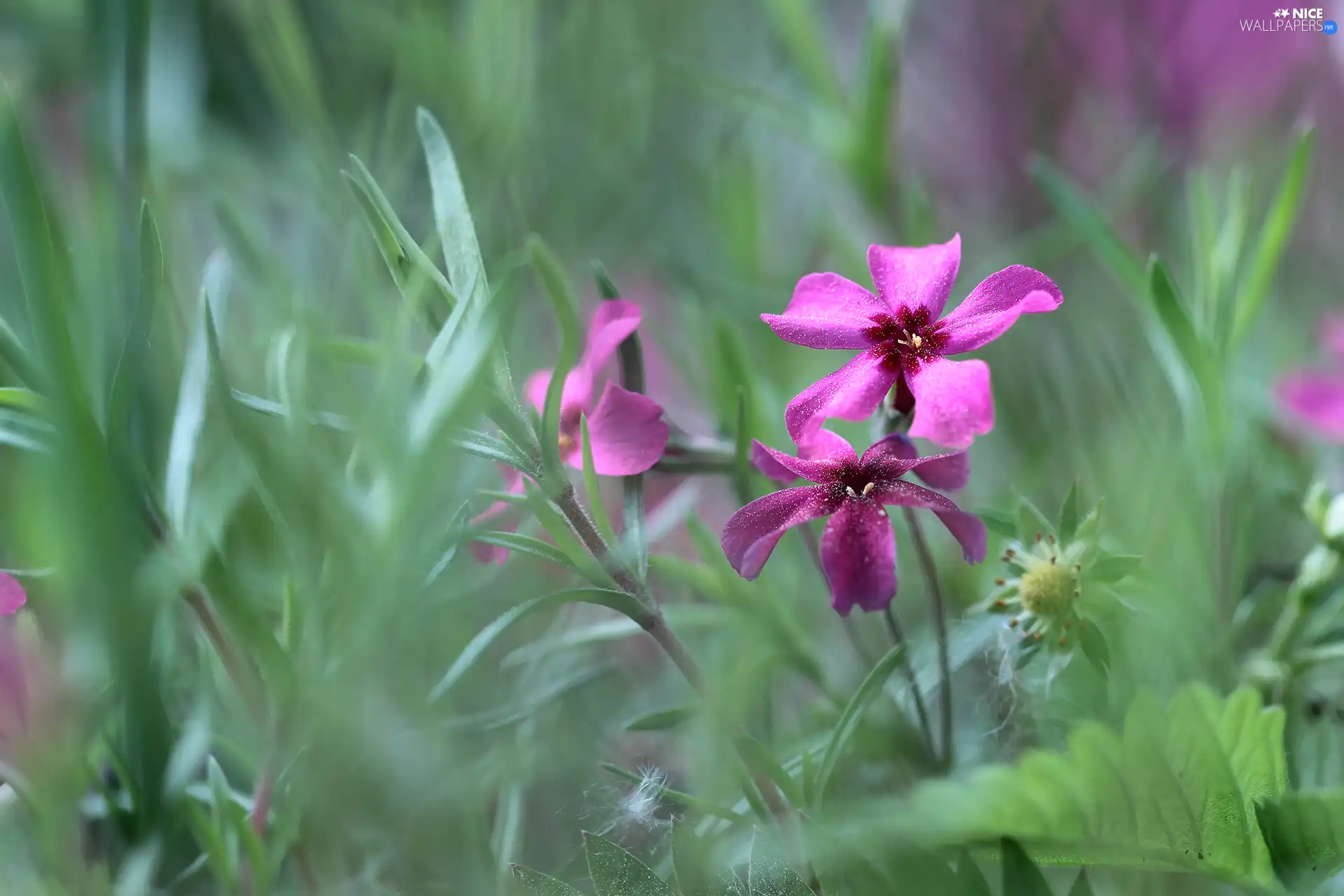 Pink, Flowers