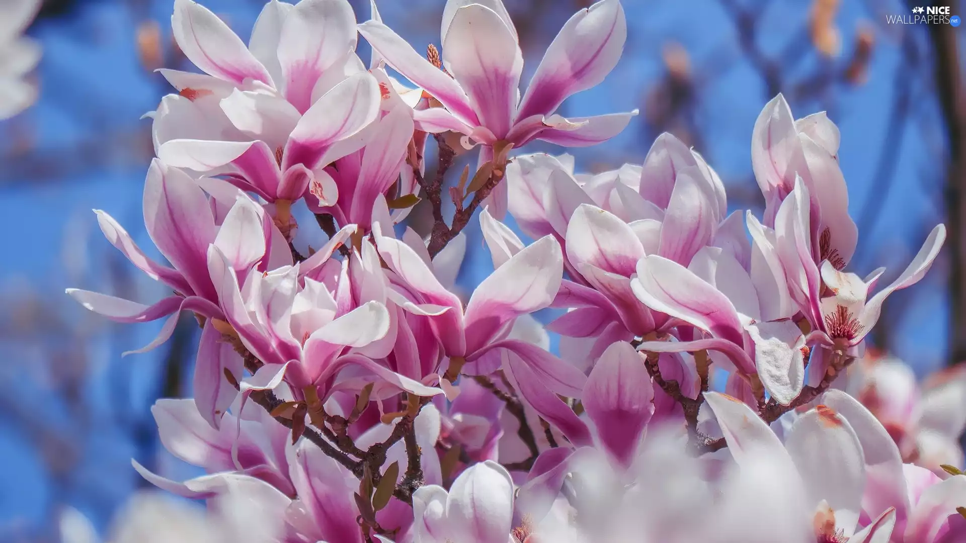 Pink, Magnolia, Blossoming, Flowers
