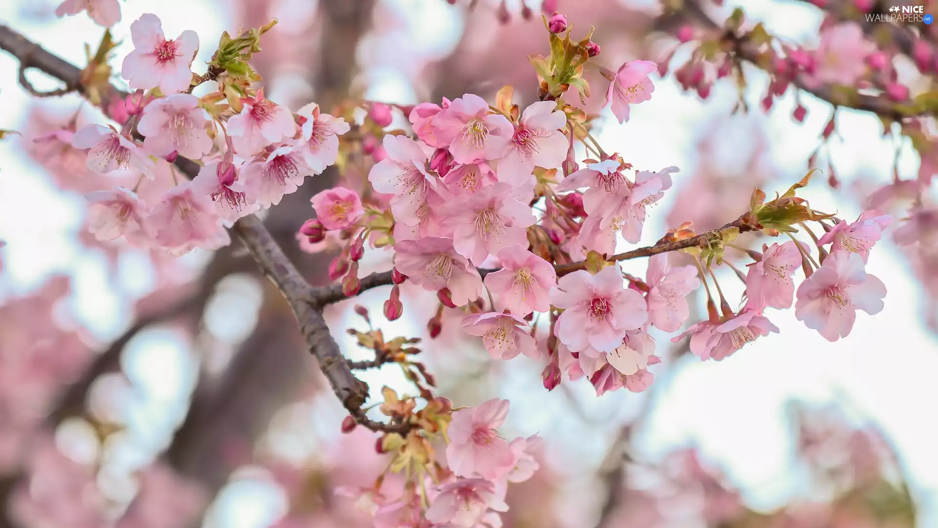 Fruit Tree, cherry, Flowers, twig, Pink