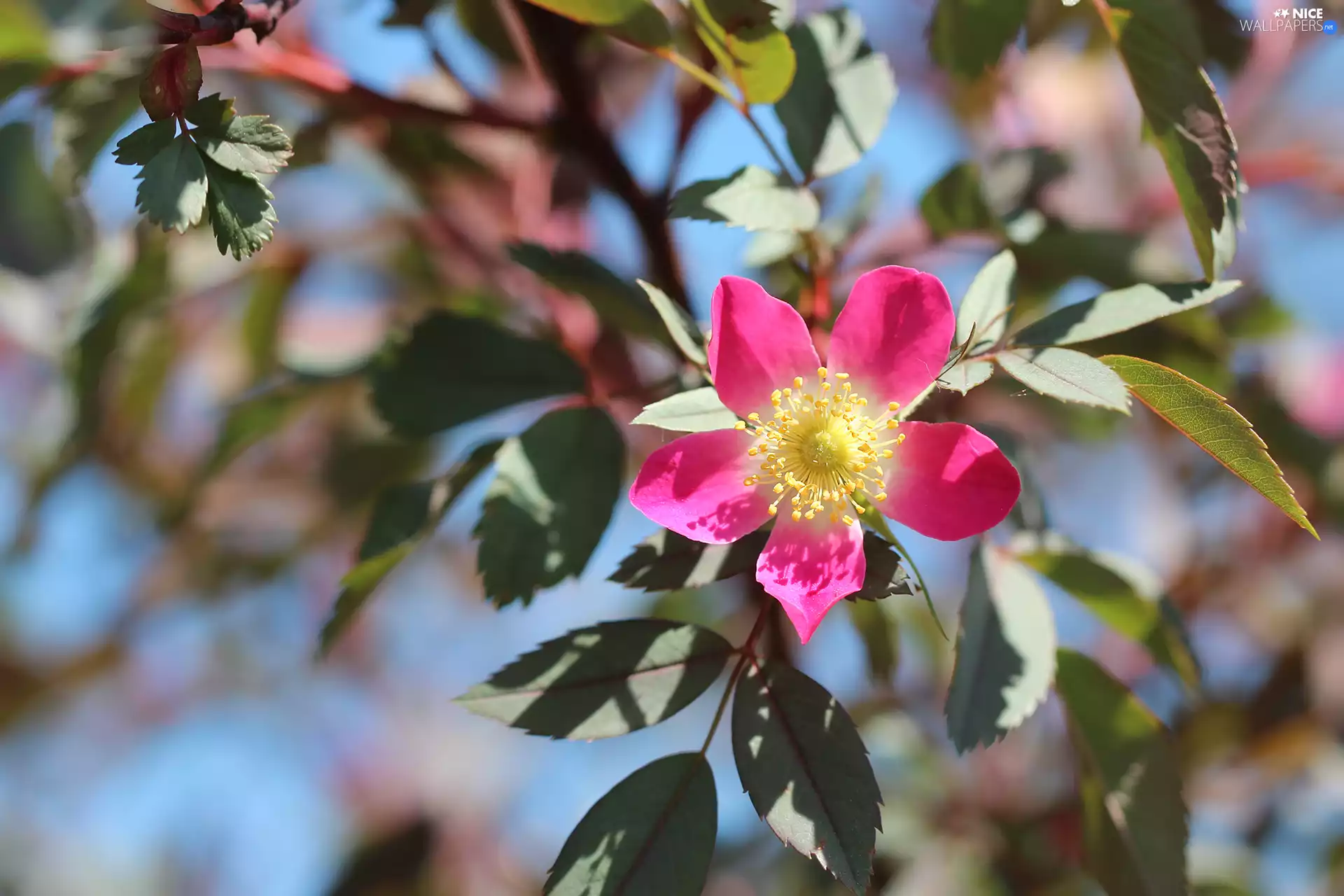 Pink, Briar, Colourfull Flowers